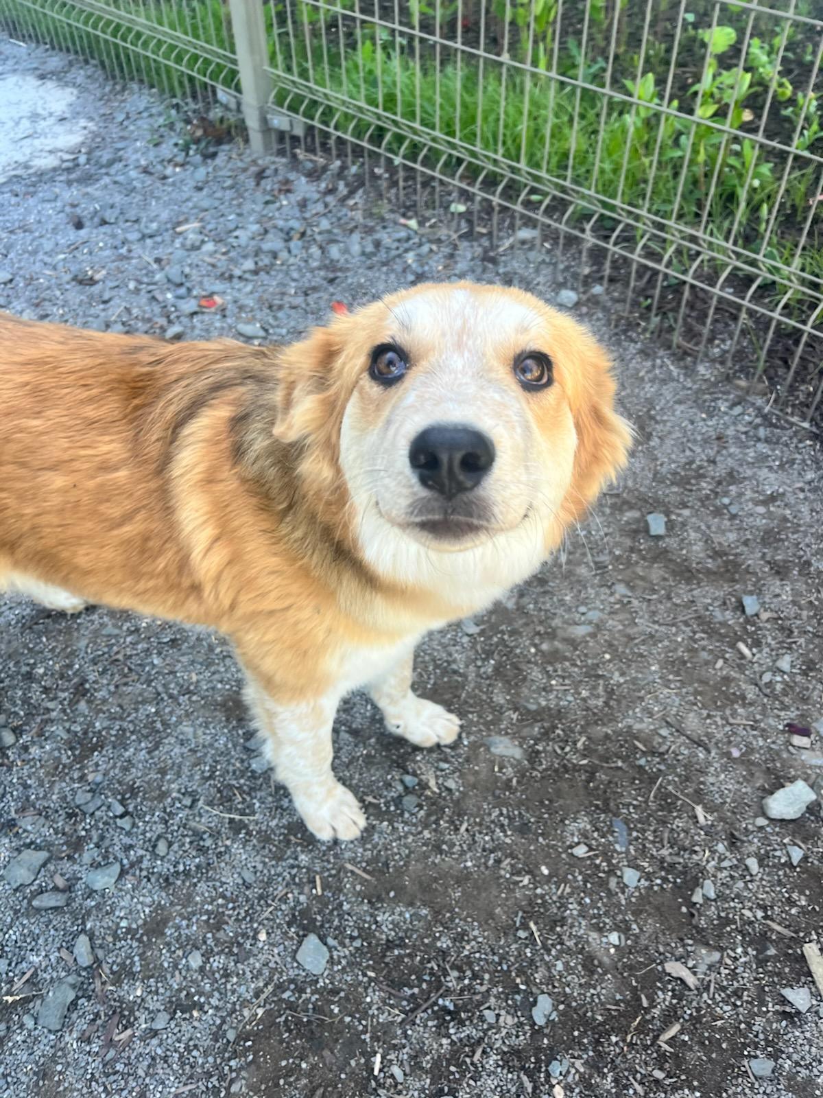 Enlarge Fig (ID 51338/1472), an adopted mixed breed in Manassas, VA image 1/1
