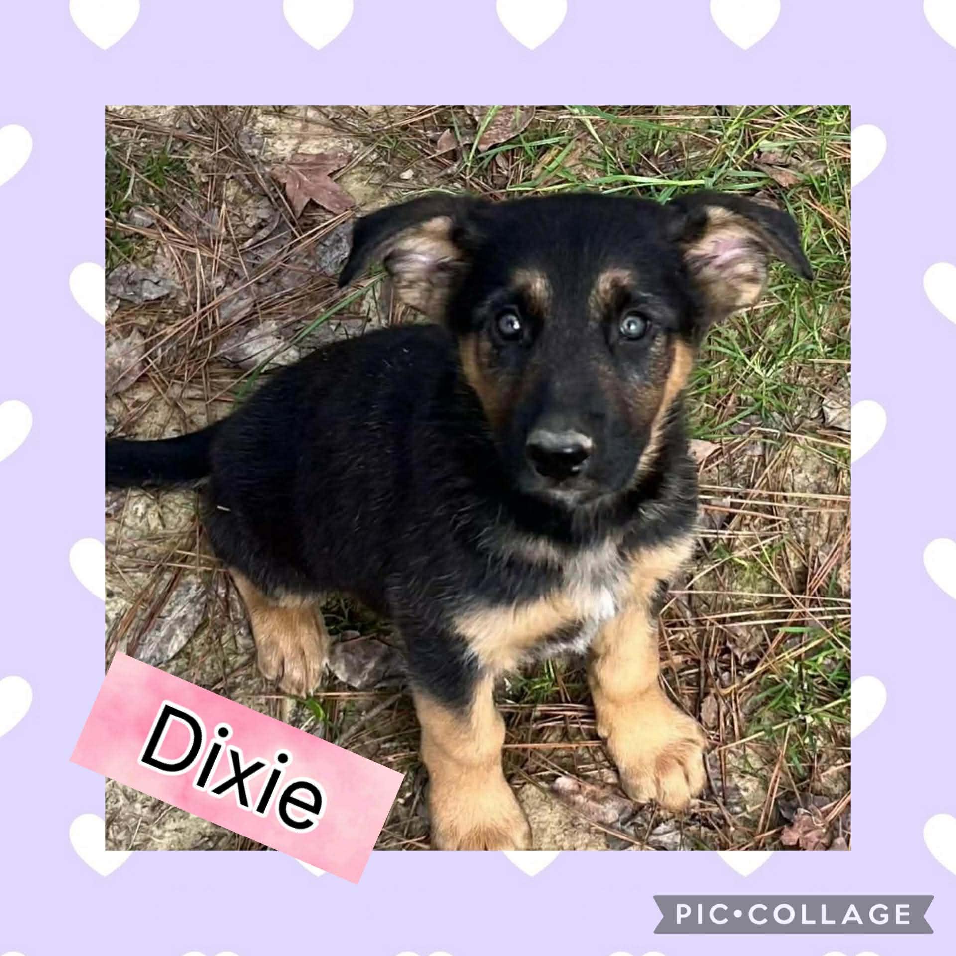 Dixie