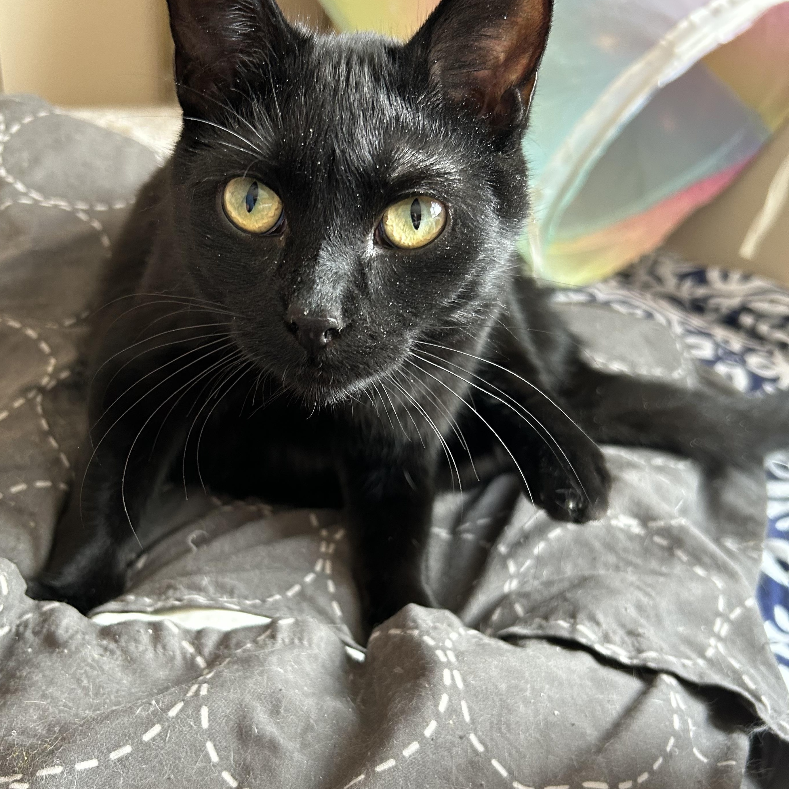 Enlarge Thumper, a Adoptable Domestic Short Hair in Rice, MN image 1/6