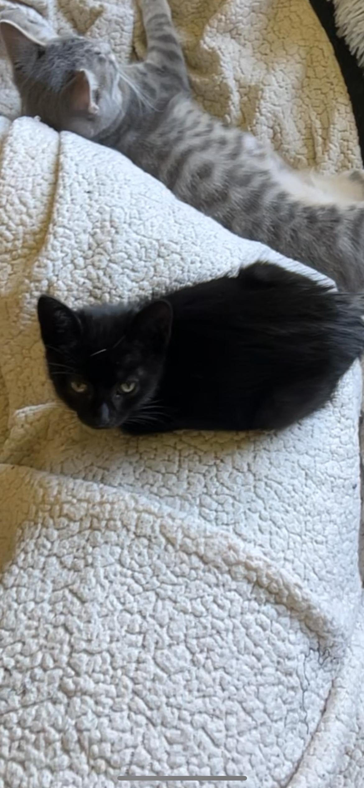 Thumper, an adoptable Domestic Short Hair in Rice, MN, 56367 | Photo Image 3