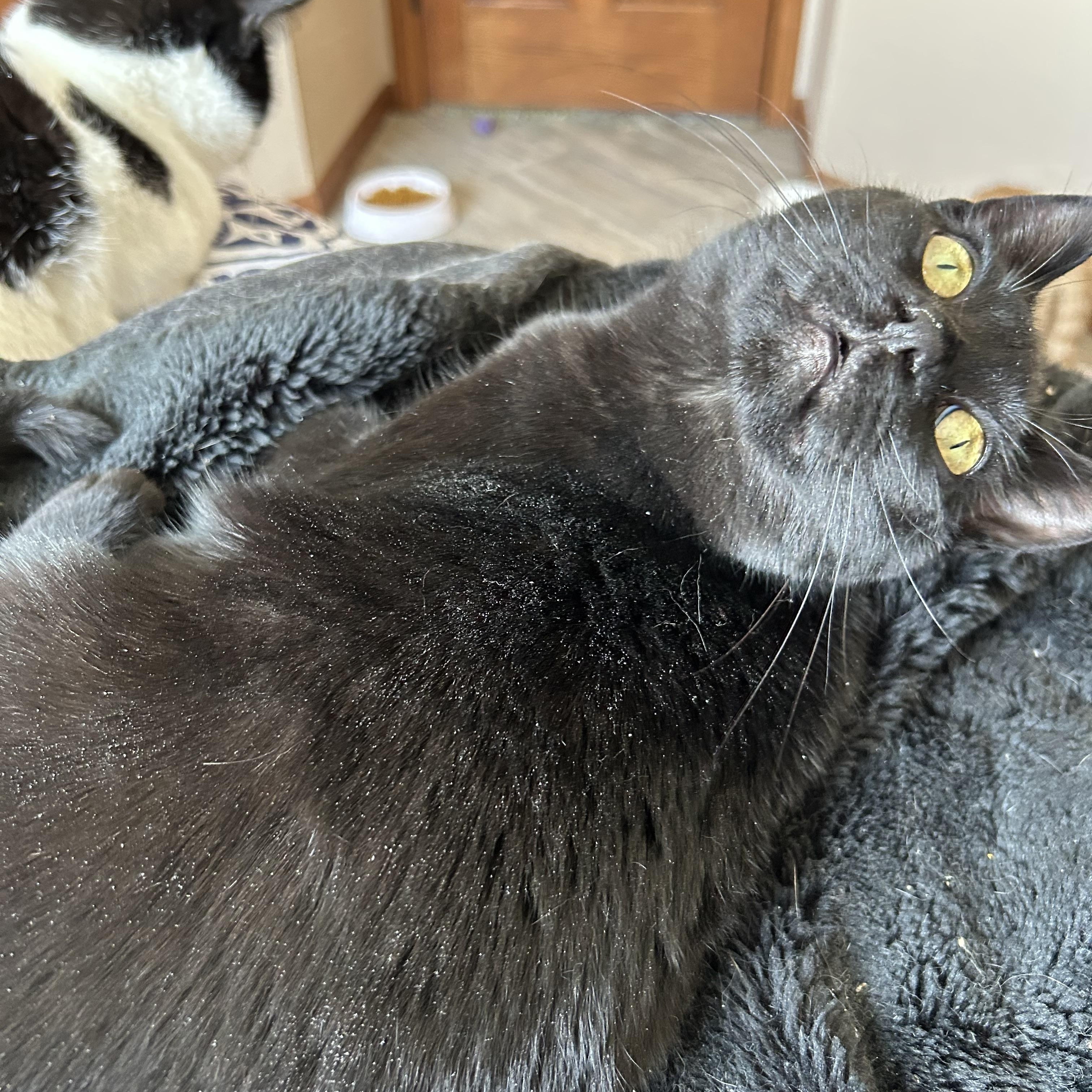 Enlarge Thumper, a Adoptable Domestic Short Hair in Rice, MN image 3/6