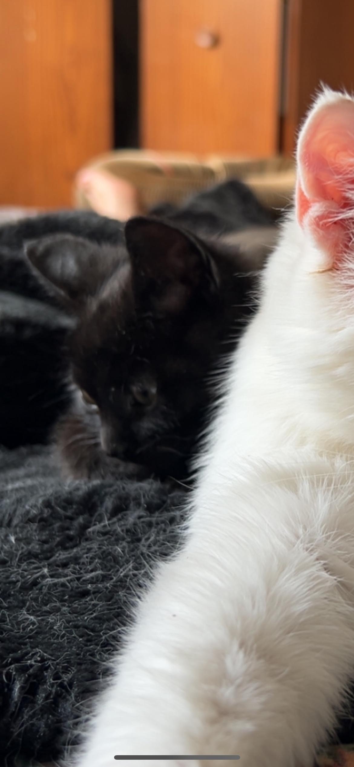 Thumper, a Adoptable Domestic Short Hair in Rice, MN image 3/4