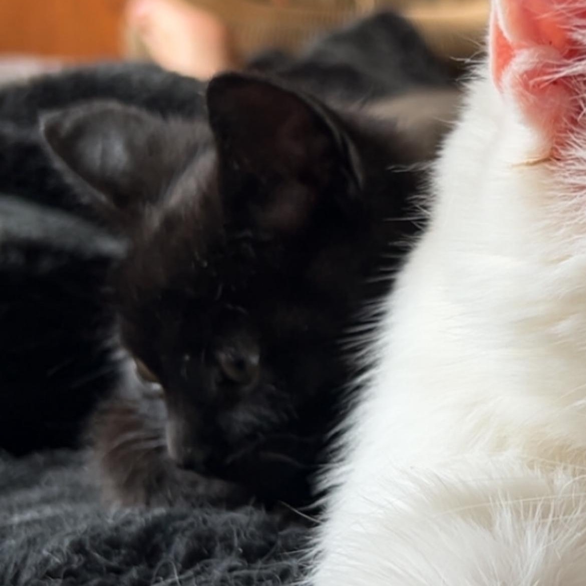 Enlarge Thumper, a Adoptable Domestic Short Hair in Rice, MN image 5/6