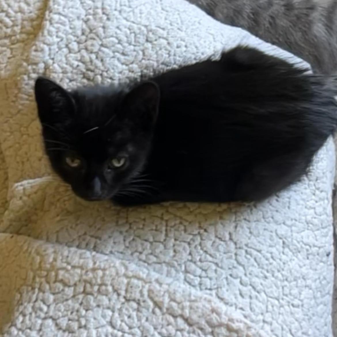 Enlarge Thumper, a Adoptable Domestic Short Hair in Rice, MN image 2/6