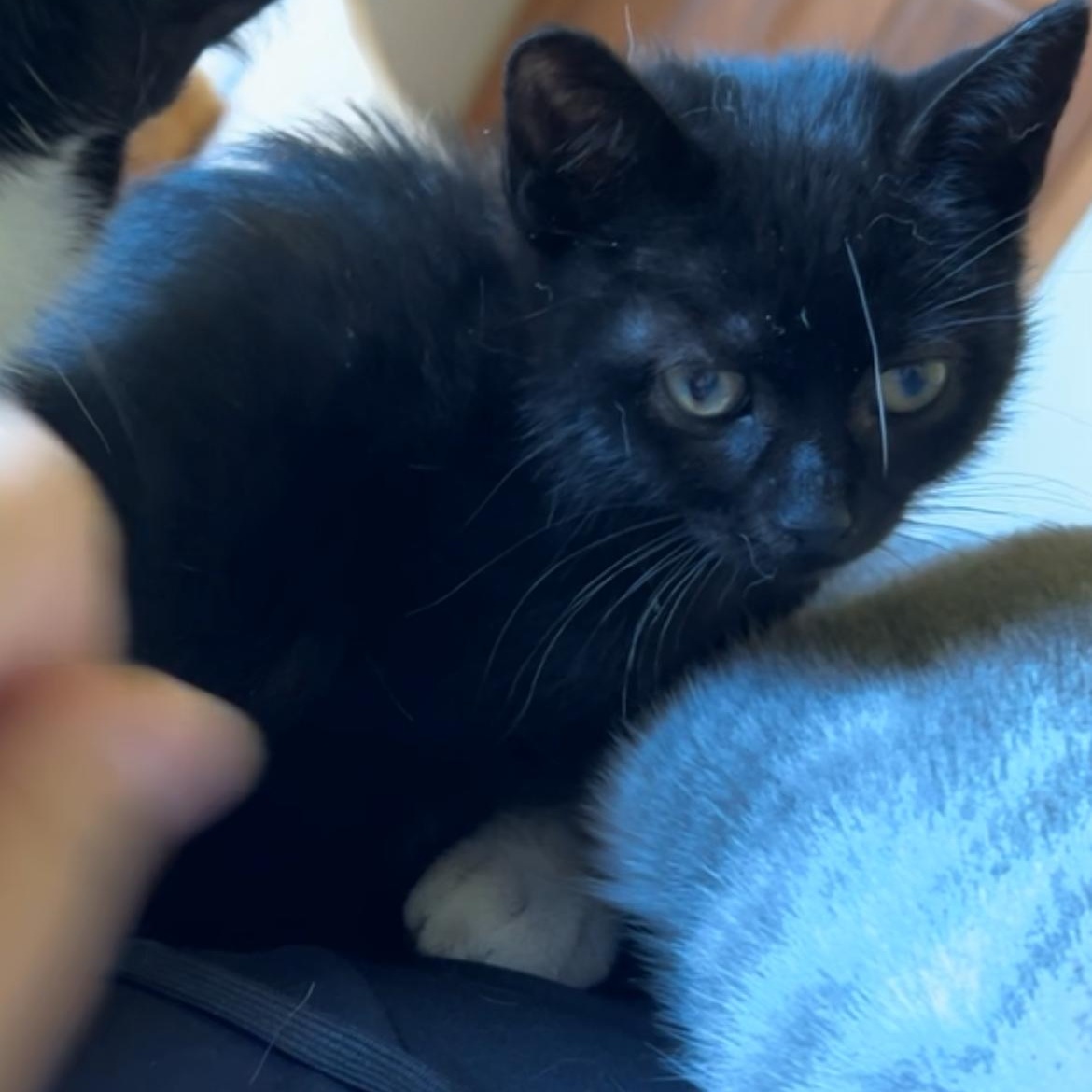 Enlarge Thumper, a Adoptable Domestic Short Hair in Rice, MN image 6/6