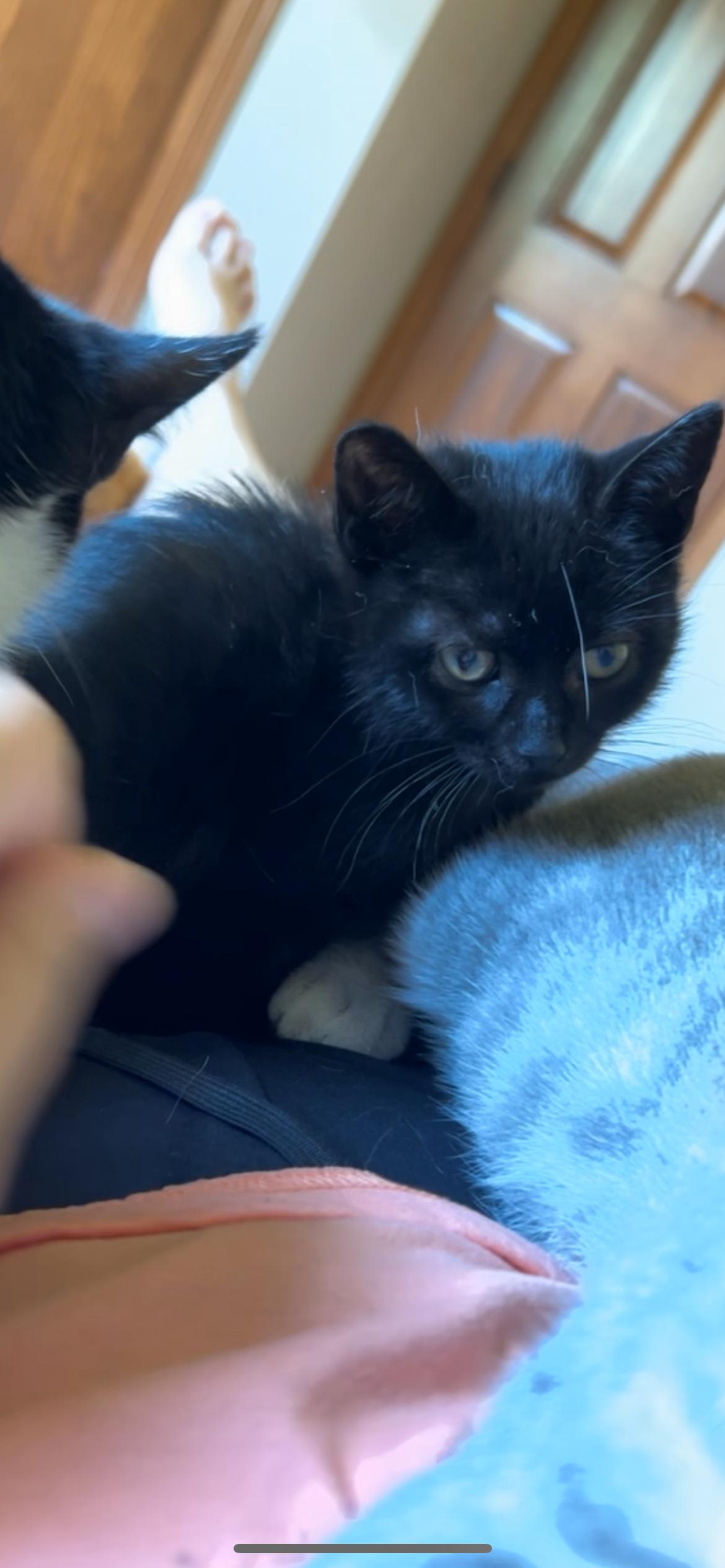 Thumper, a Adoptable Domestic Short Hair in Rice, MN image 4/4