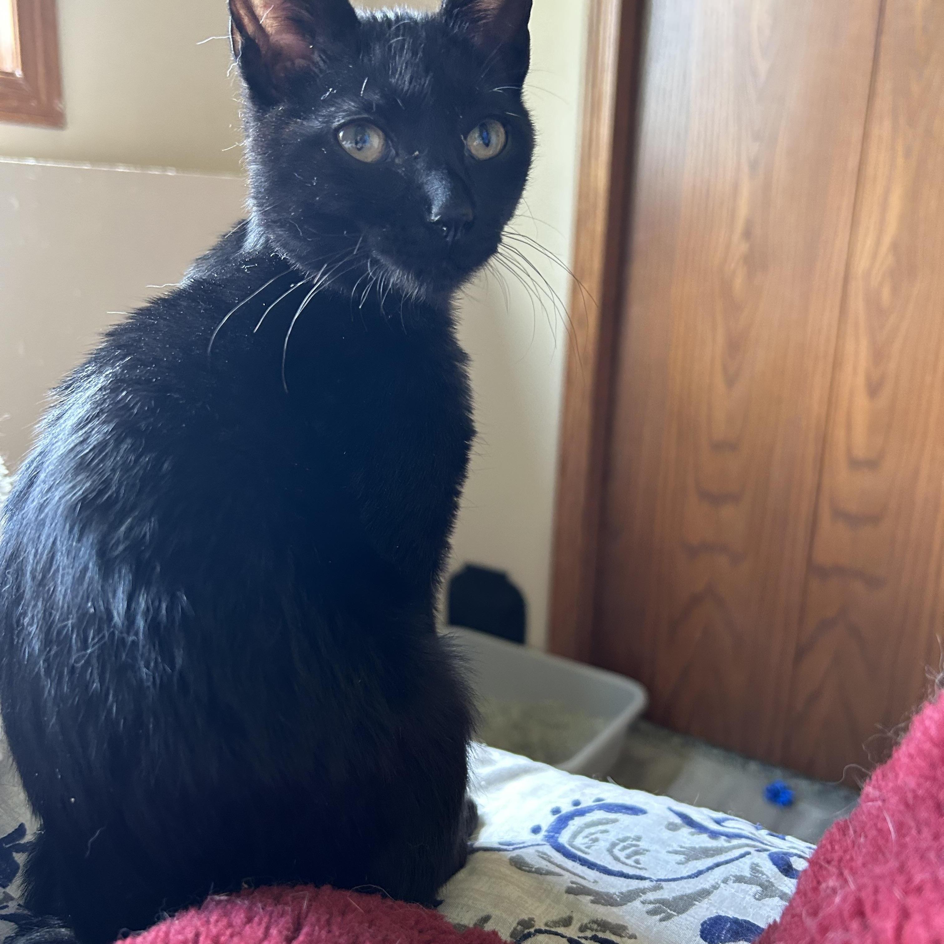 Enlarge Thumper, a Adoptable Domestic Short Hair in Rice, MN image 4/6