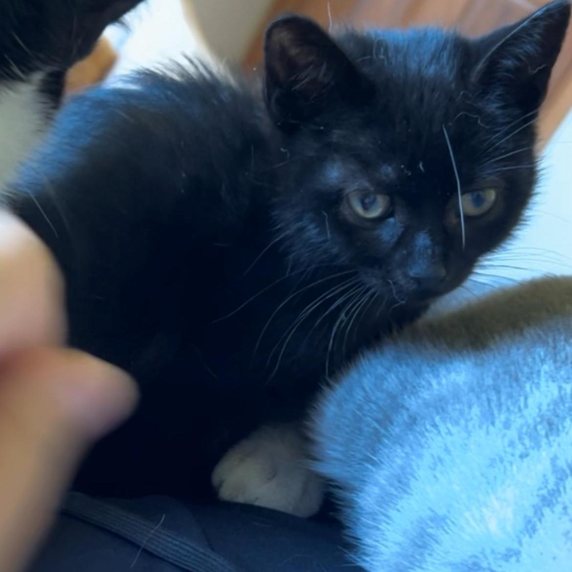 Enlarge Thumper, a Adoptable Domestic Short Hair in Rice, MN image 5/6