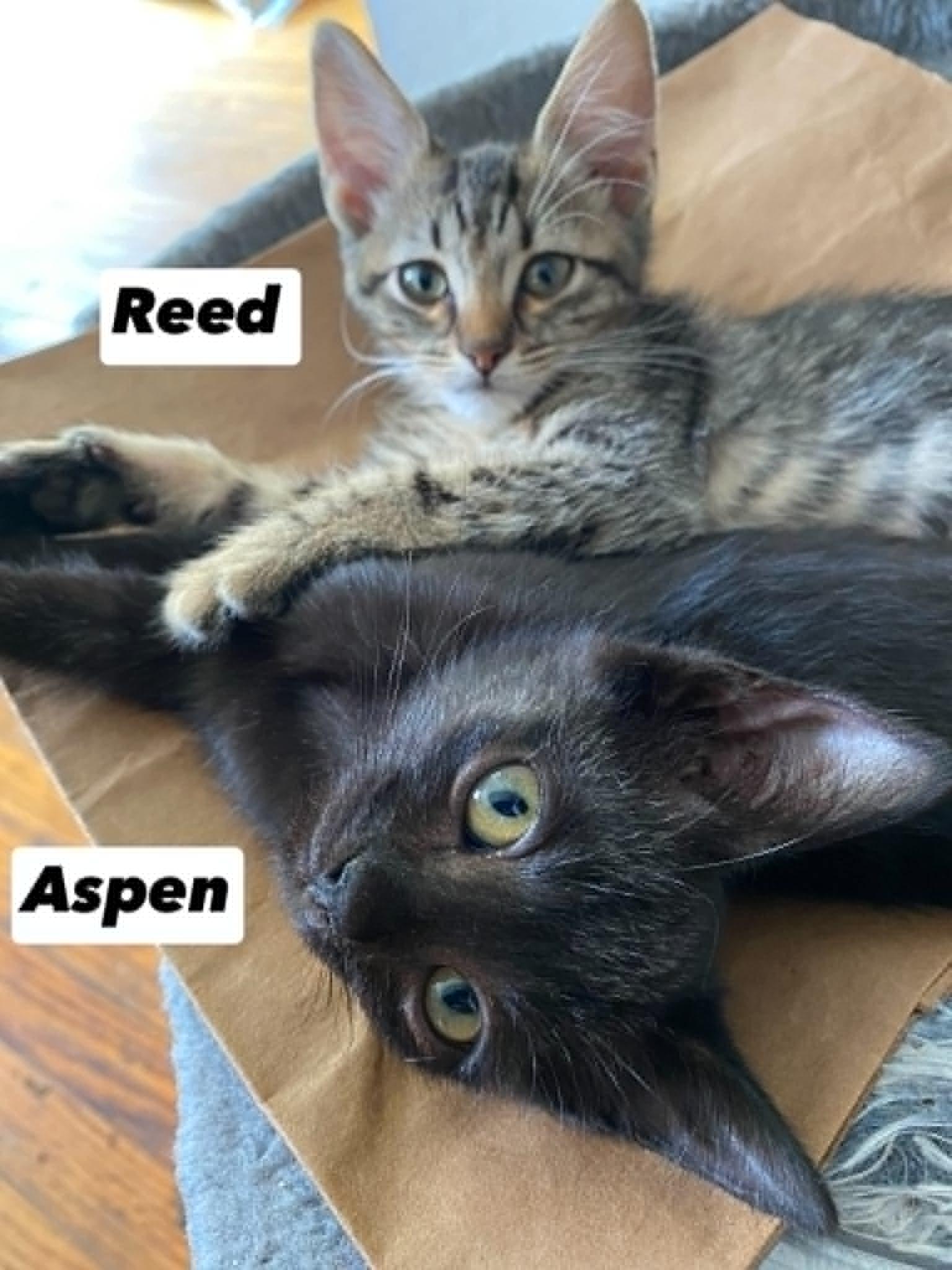 Reed & Aspen, Adoptable, Kitten Male Domestic Short Hair.