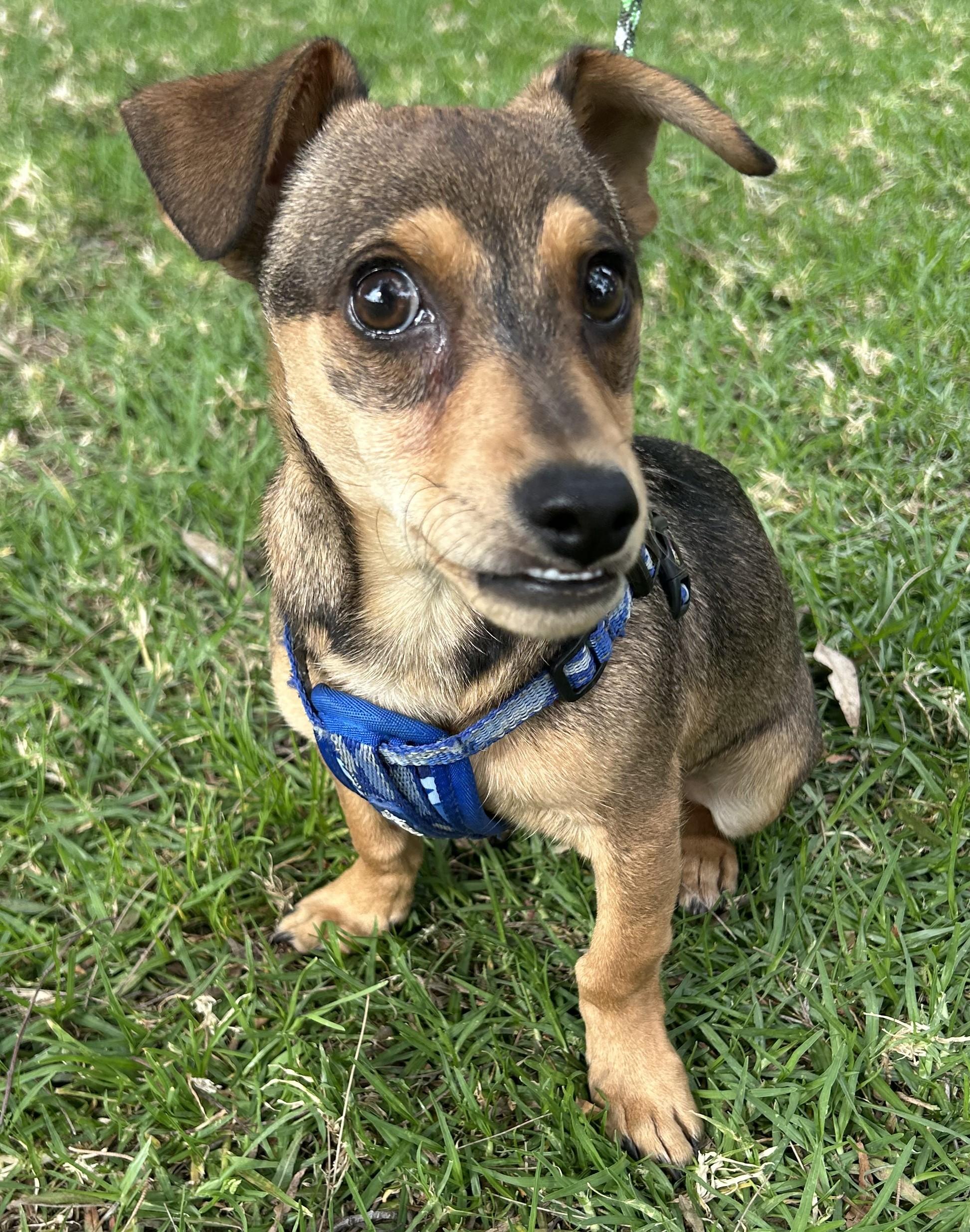 Enlarge MANNY, a ADOPTABLE mixed breed in Bell Gardens, CA image 6/6