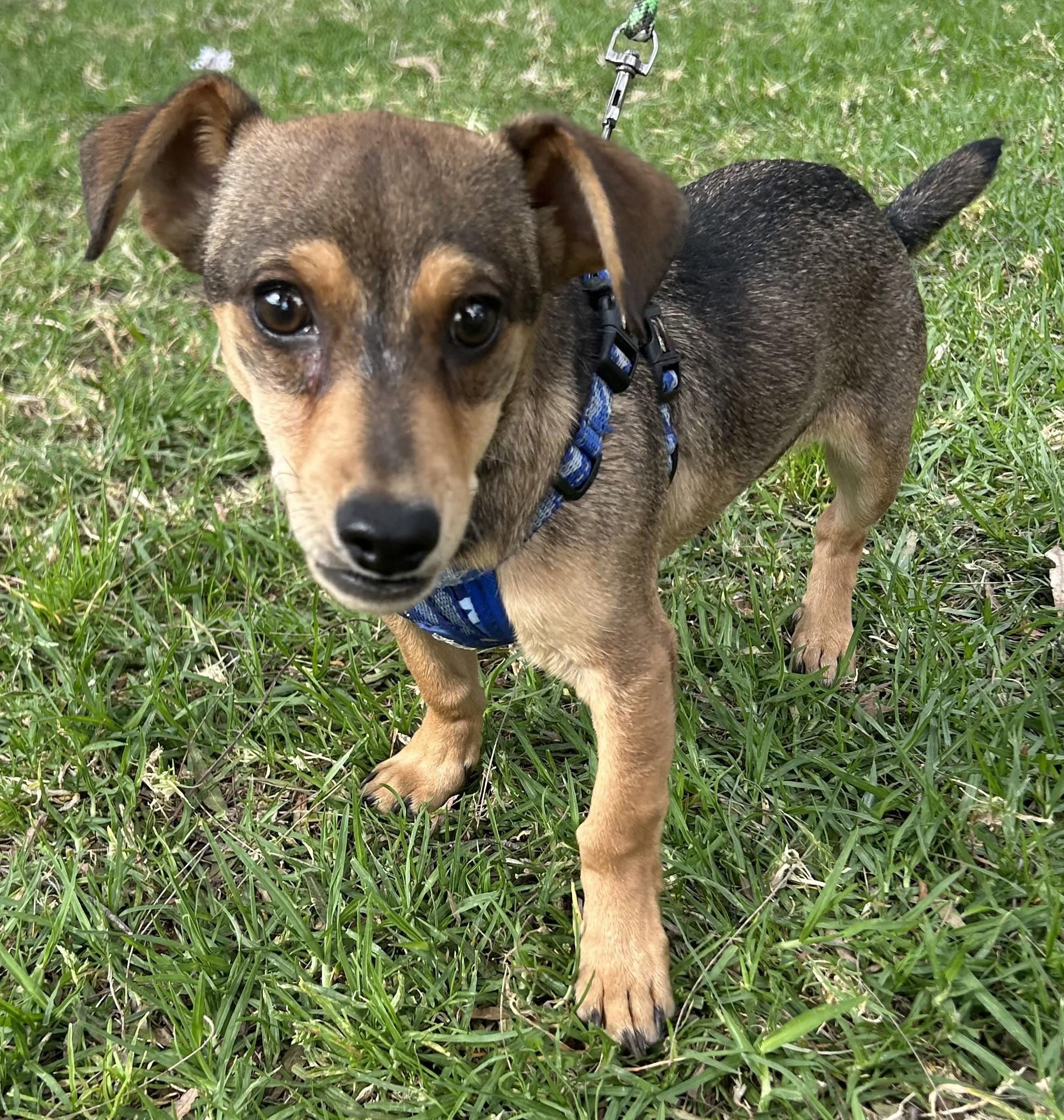 Enlarge MANNY, a ADOPTABLE mixed breed in Bell Gardens, CA image 5/6