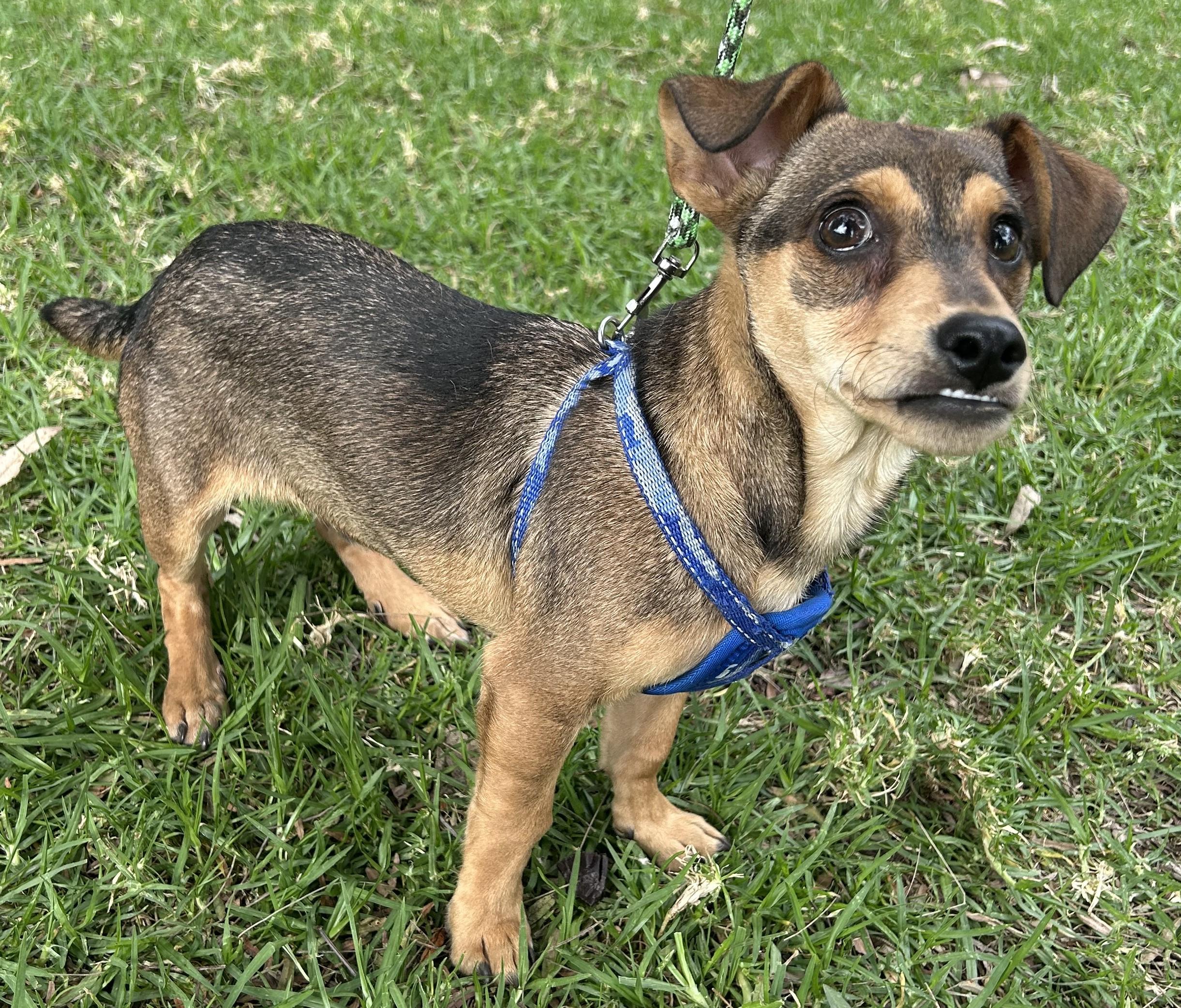 Enlarge MANNY, a ADOPTABLE mixed breed in Bell Gardens, CA image 2/6
