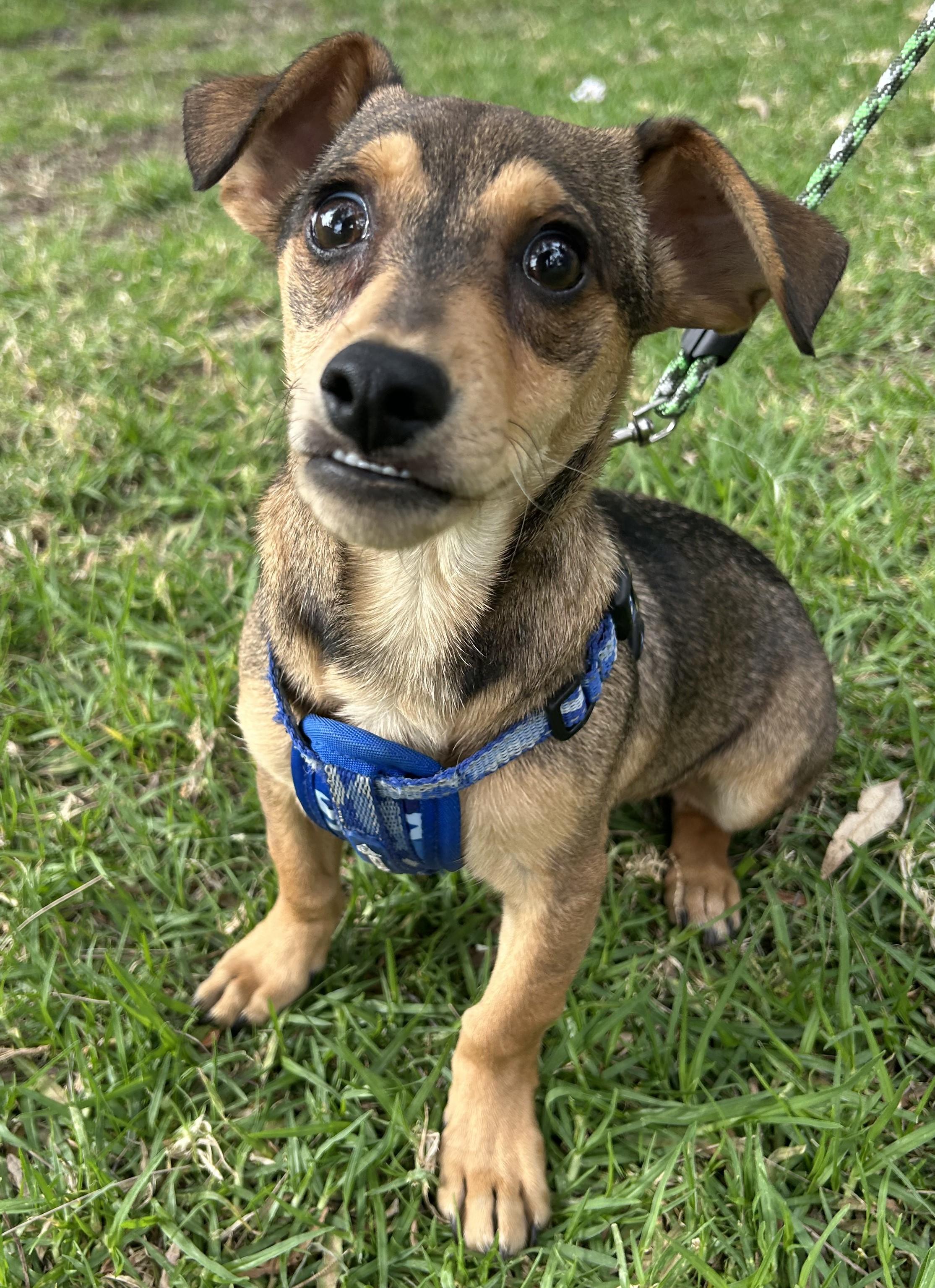 MANNY, ADOPTABLE, Young Male Chiweenie.