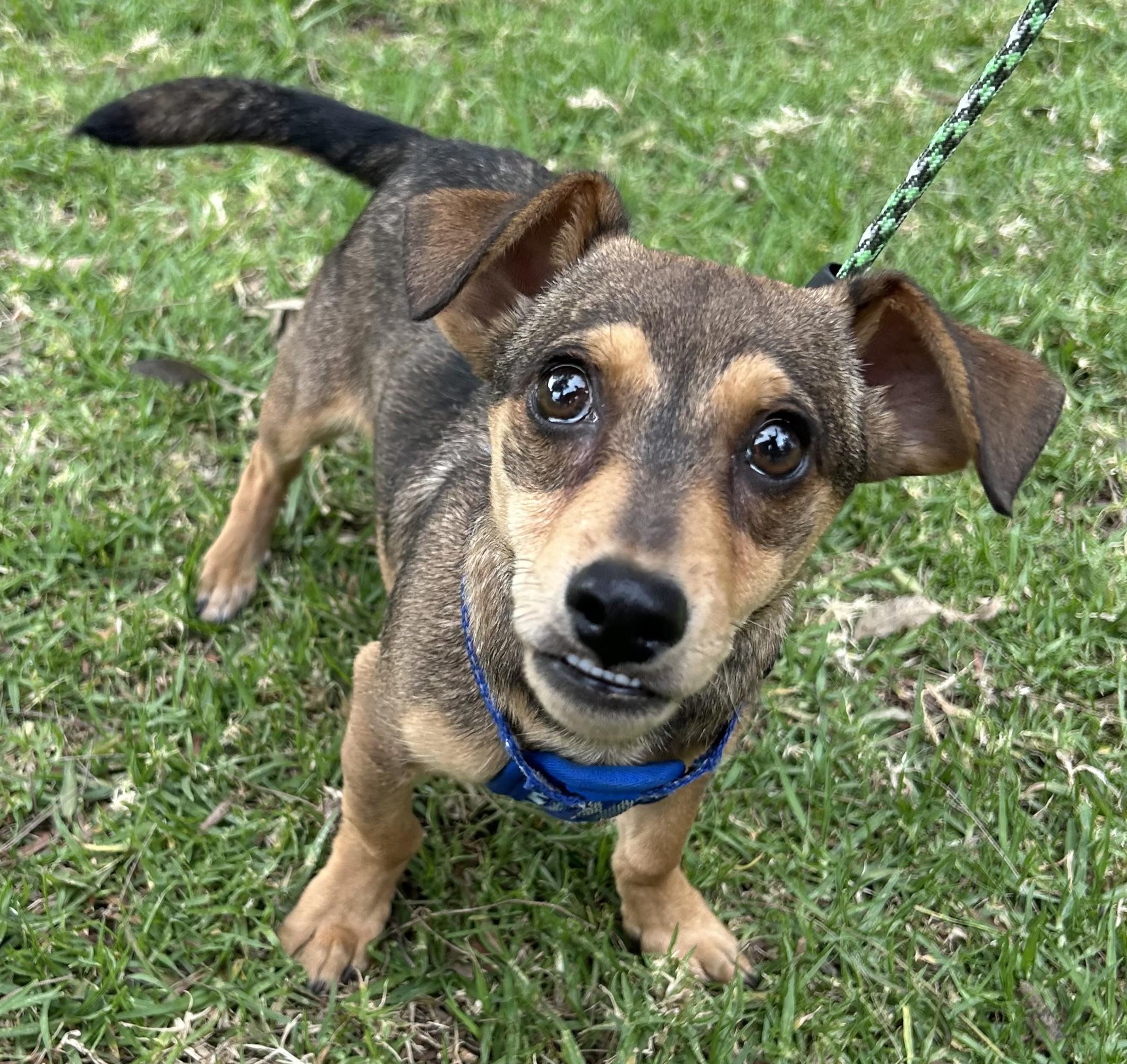 Enlarge MANNY, a ADOPTABLE mixed breed in Bell Gardens, CA image 4/6