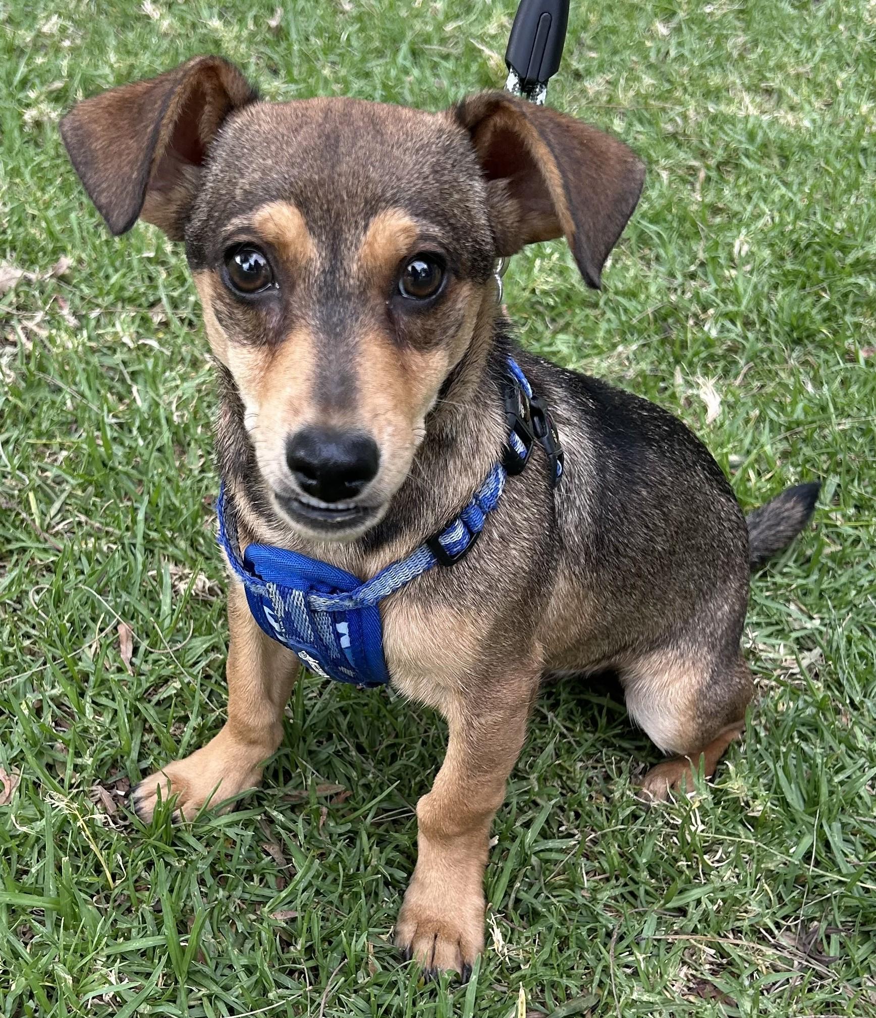Enlarge MANNY, a ADOPTABLE mixed breed in Bell Gardens, CA image 3/6