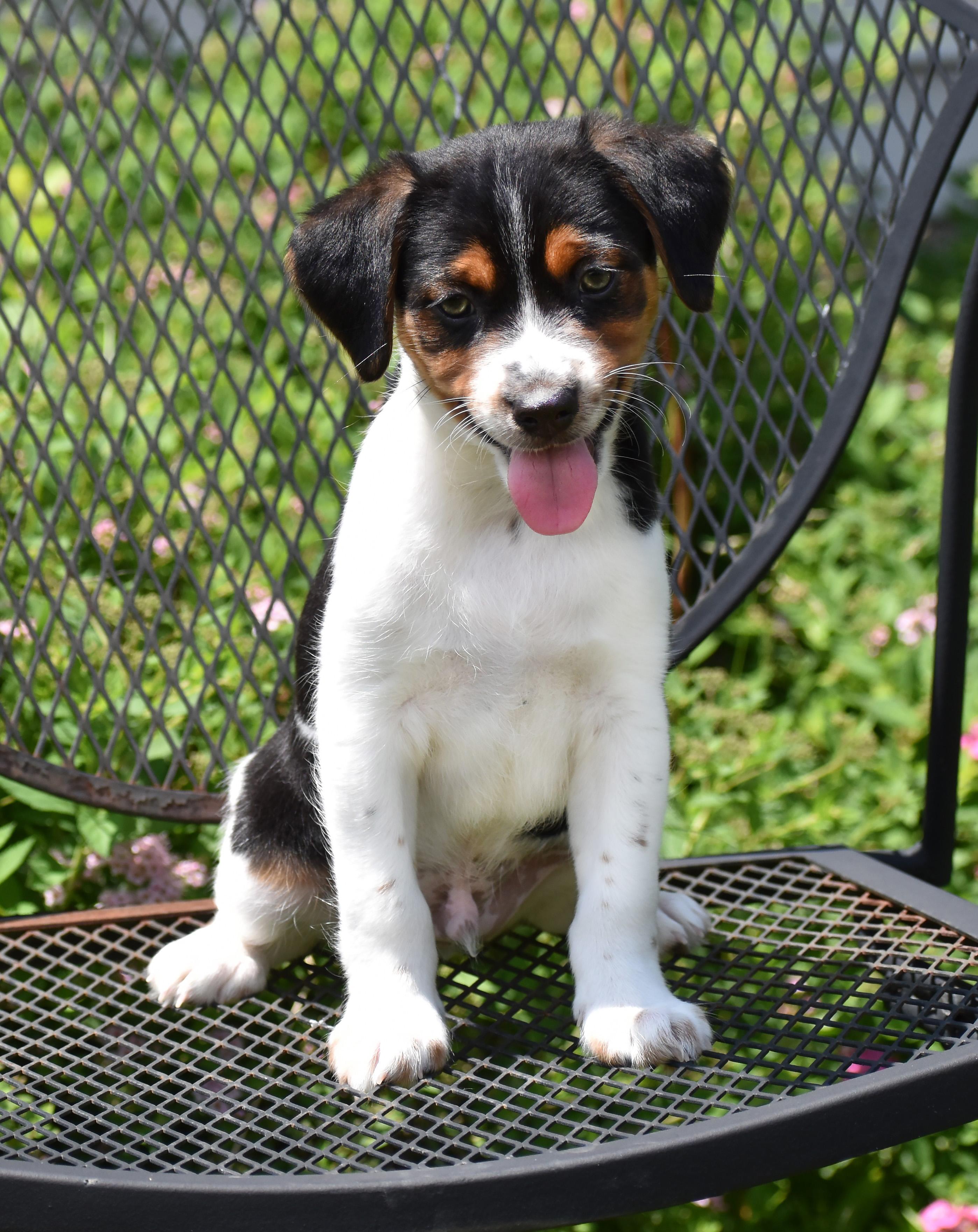 Casey- Foster to Adopt, a Adoptable mixed breed in Wood Dale, IL image 2/6