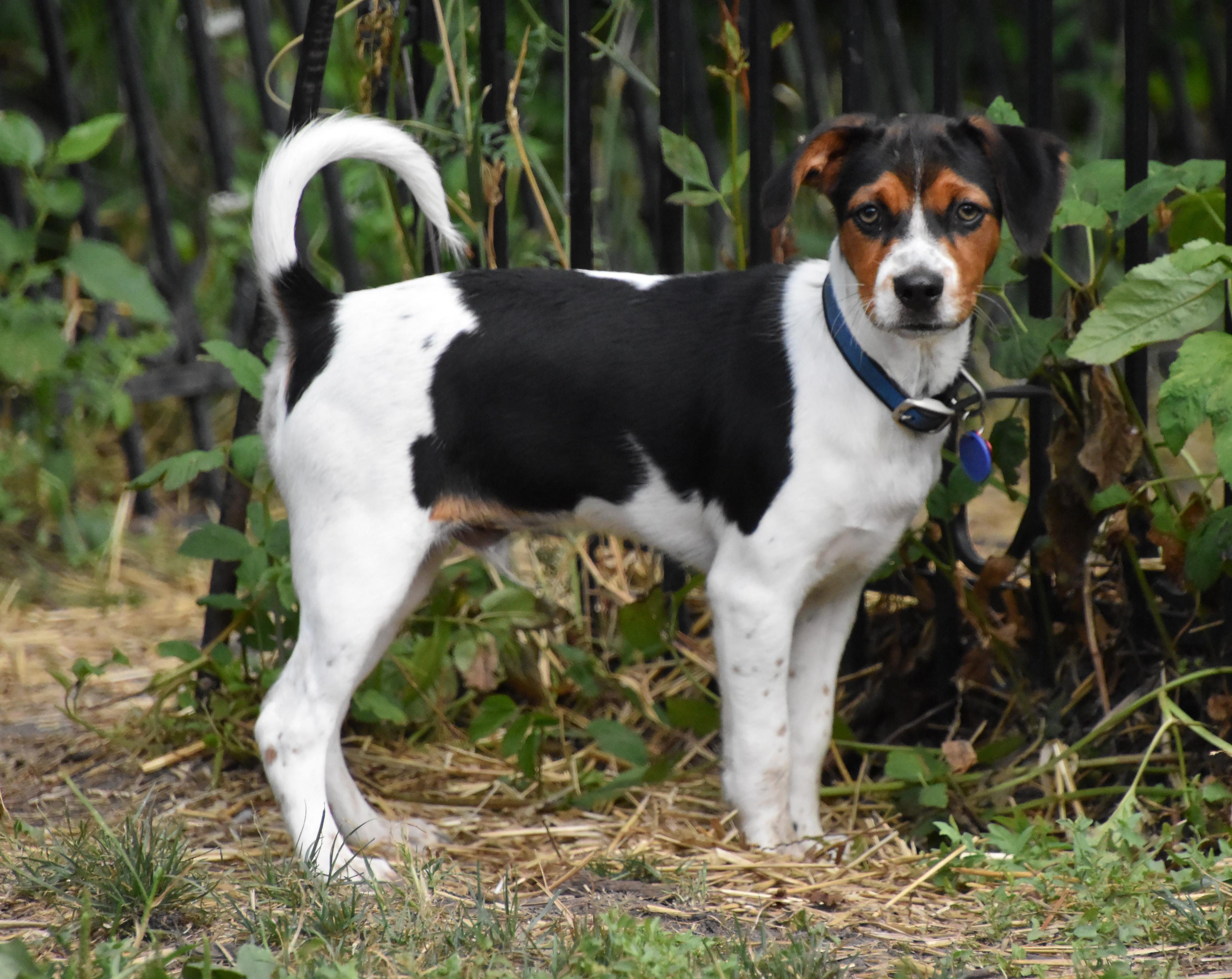 Casey- Foster to Adopt, a Adoptable mixed breed in Wood Dale, IL image 2/6