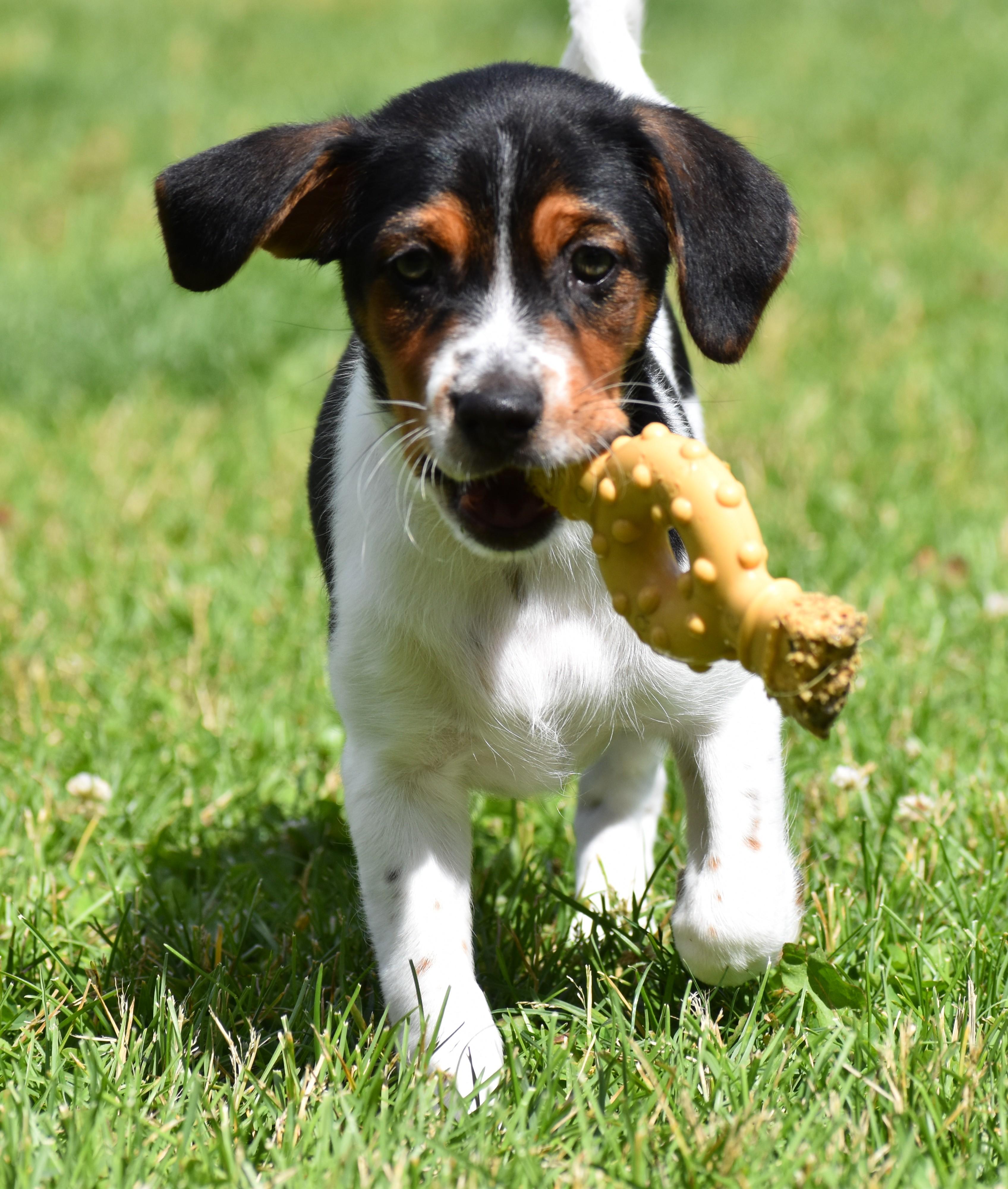 Casey- Foster to Adopt, a Adoptable mixed breed in Wood Dale, IL image 3/6