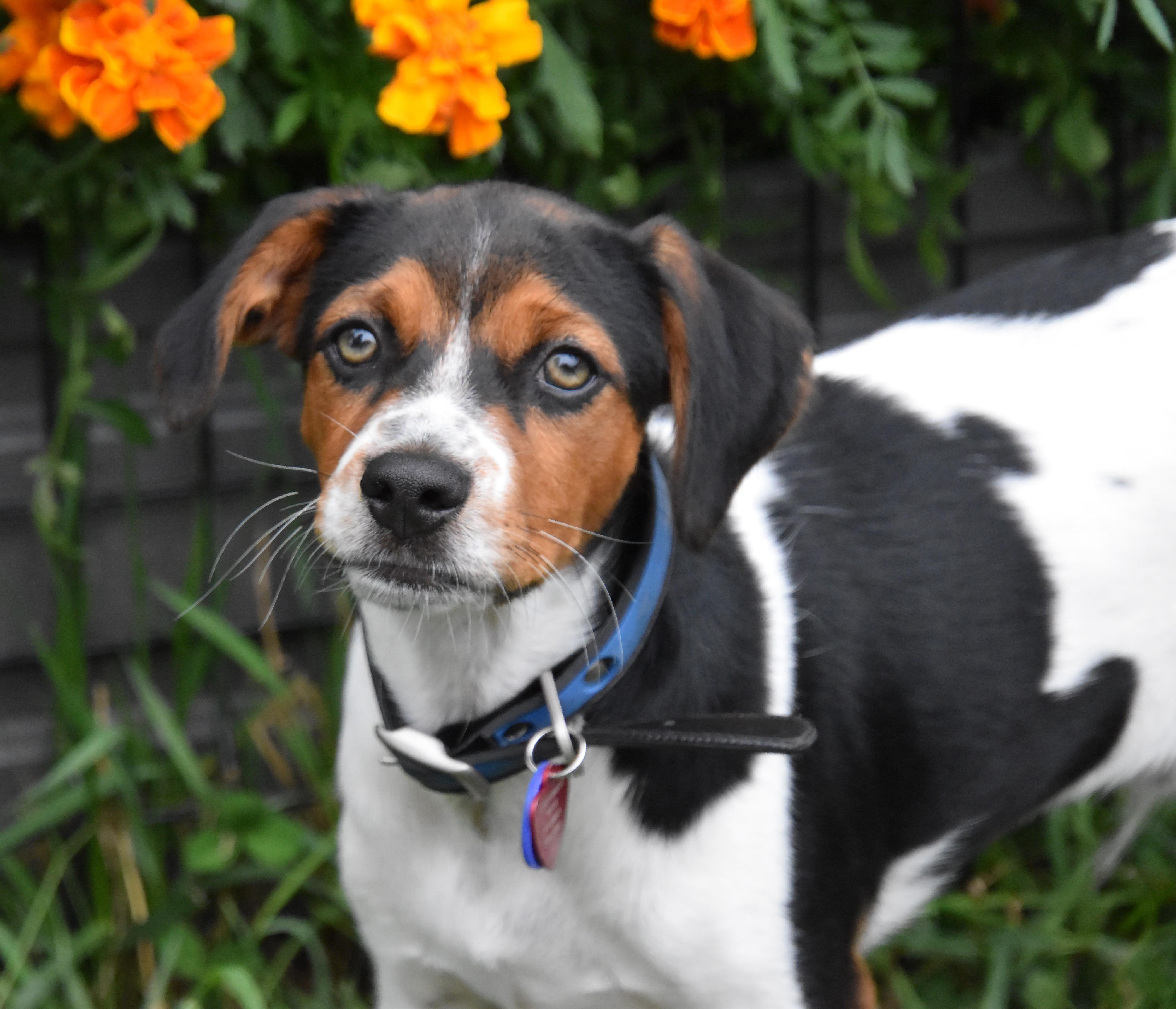 Casey- Foster to Adopt, Adoptable, Puppy Male Beagle & Toy Fox Terrier.