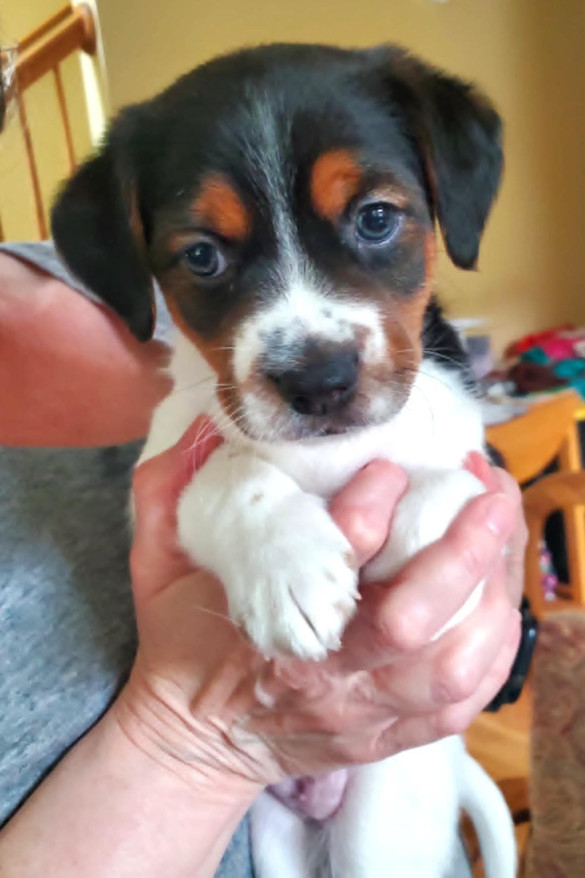 Casey- Foster to Adopt, a Adoptable mixed breed in Wood Dale, IL image 3/6
