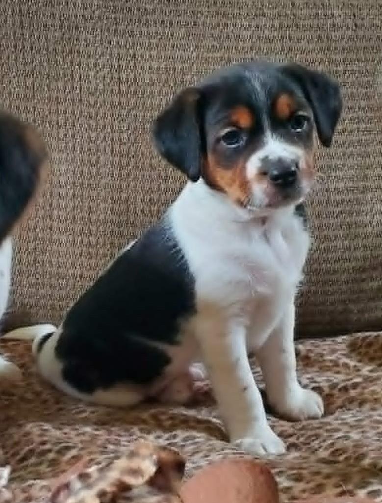 Casey- Foster to Adopt, a Adoptable mixed breed in Wood Dale, IL image 4/6