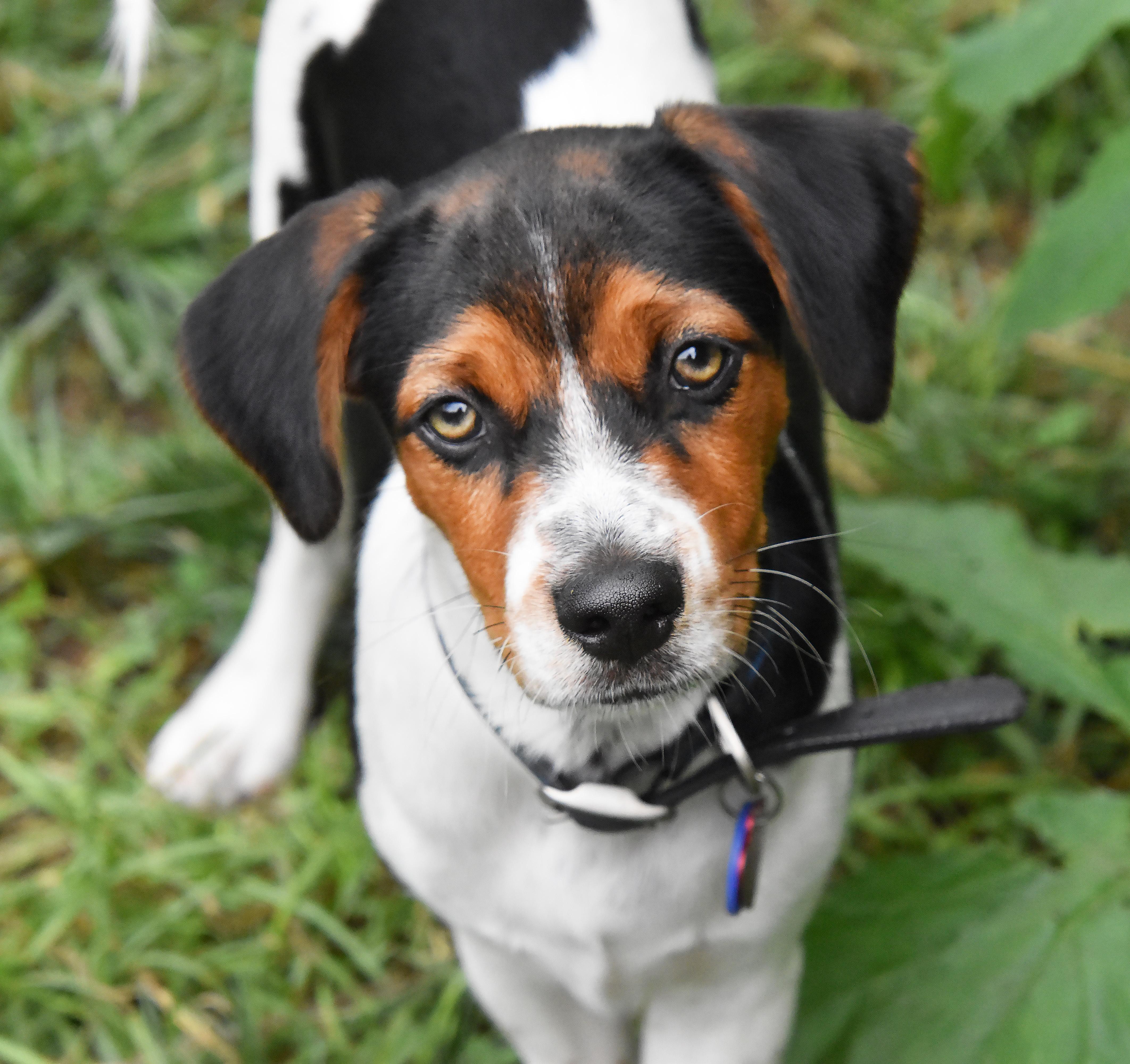 Enlarge Casey- Foster to Adopt, a Adoptable mixed breed in Wood Dale, IL image 2/6