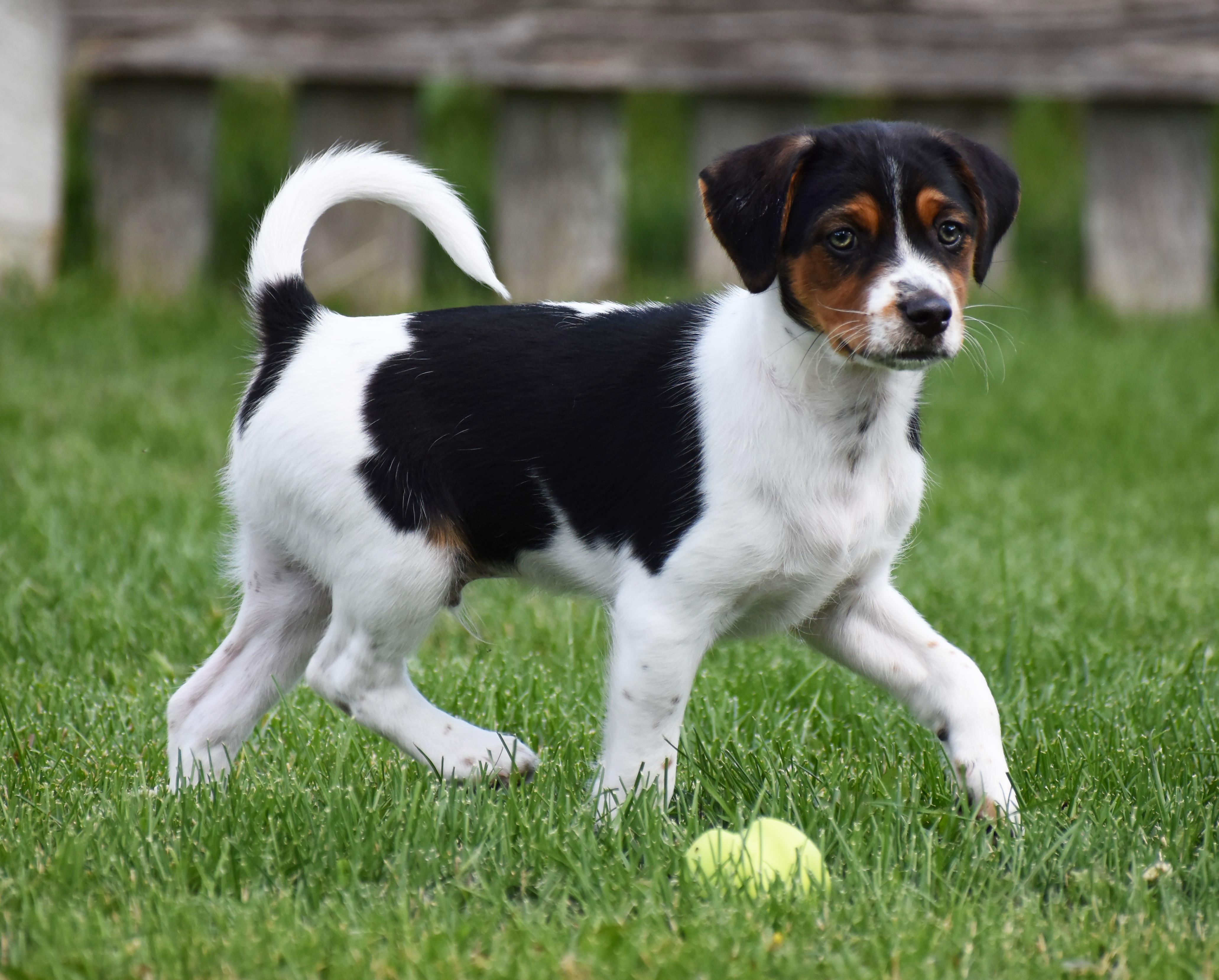 Casey- Foster to Adopt, a Adoptable mixed breed in Wood Dale, IL image 2/6