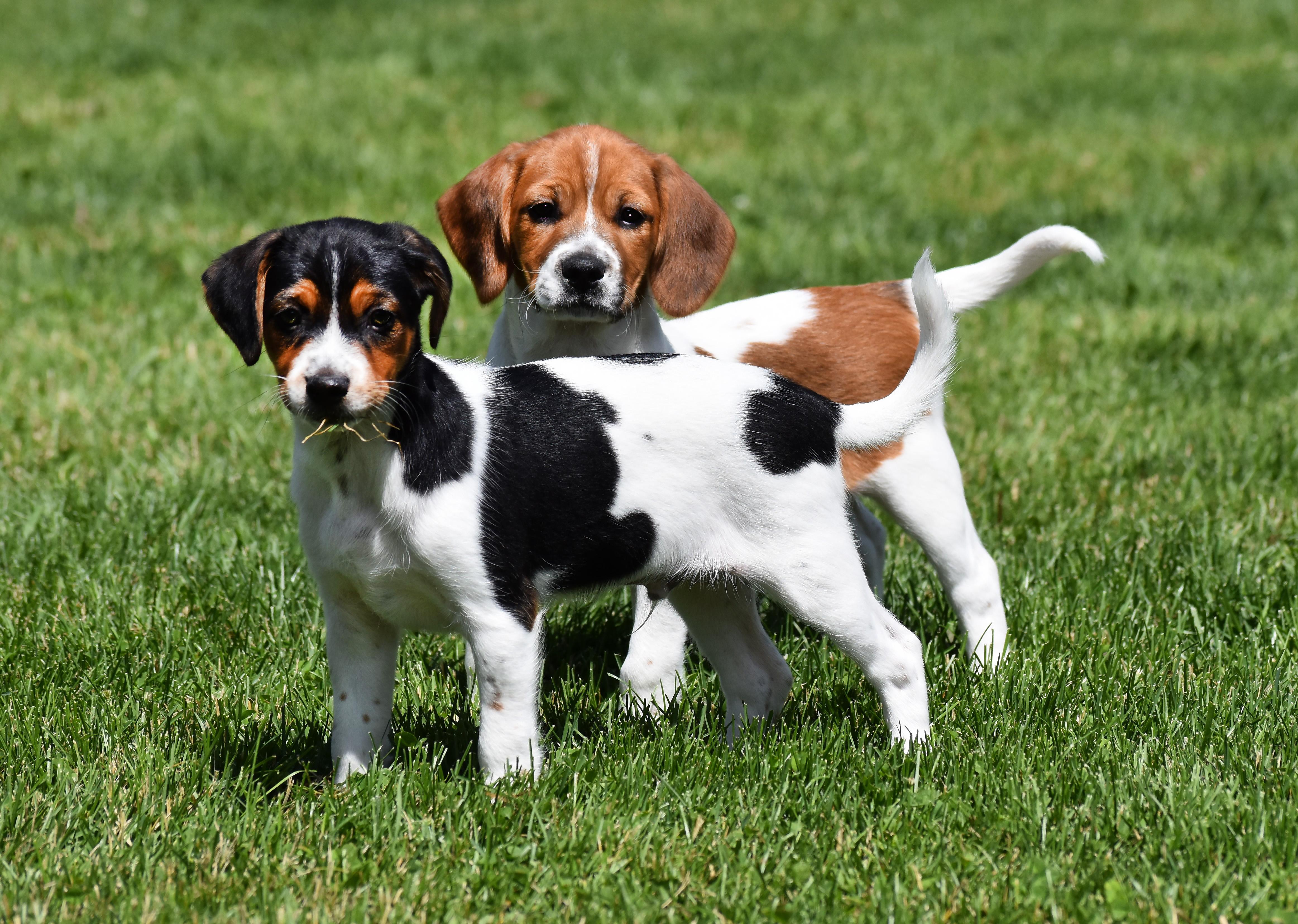 Casey- Foster to Adopt, a Adoptable mixed breed in Wood Dale, IL image 5/6