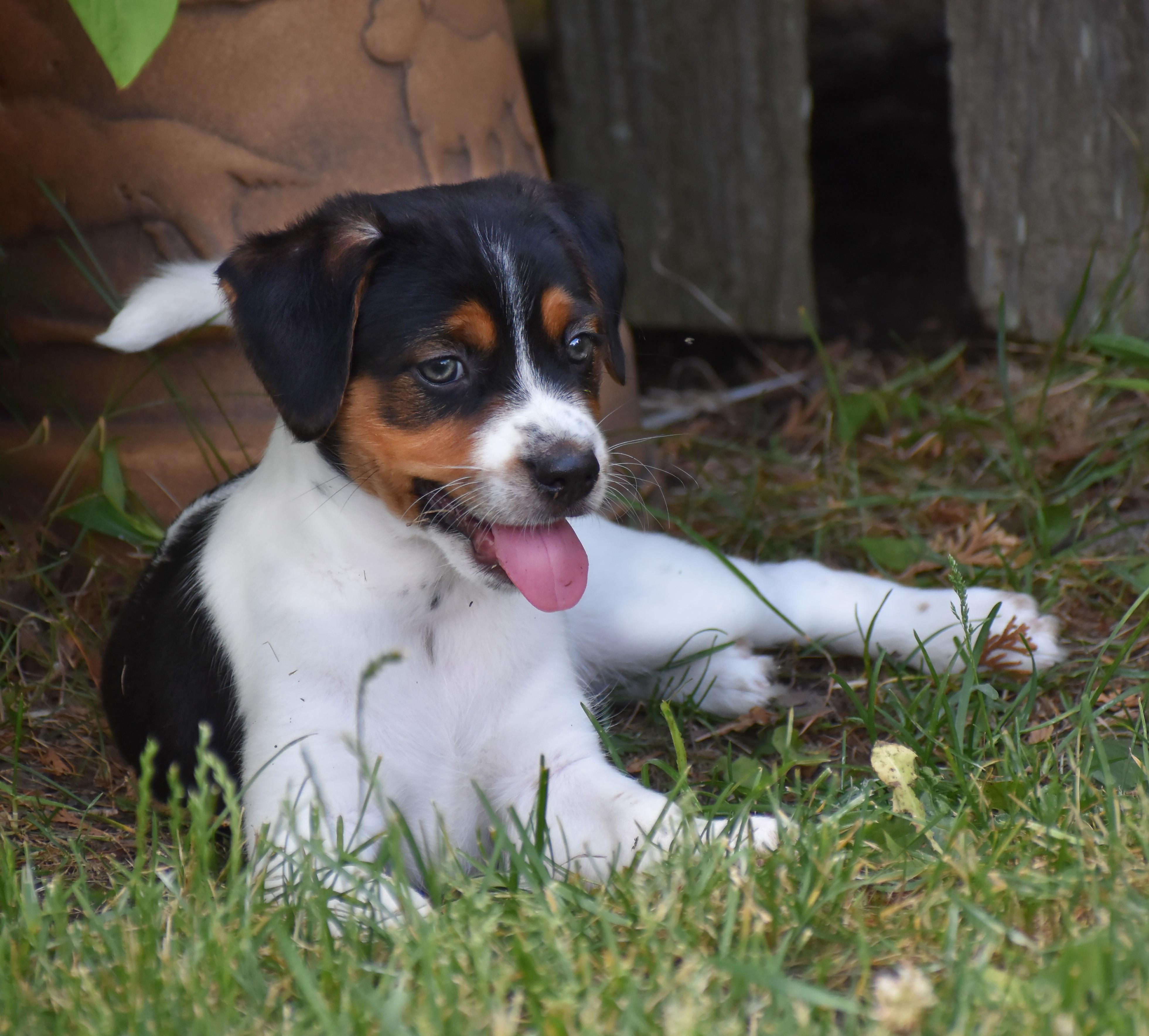 Casey- Foster to Adopt, a Adoptable mixed breed in Wood Dale, IL image 1/6