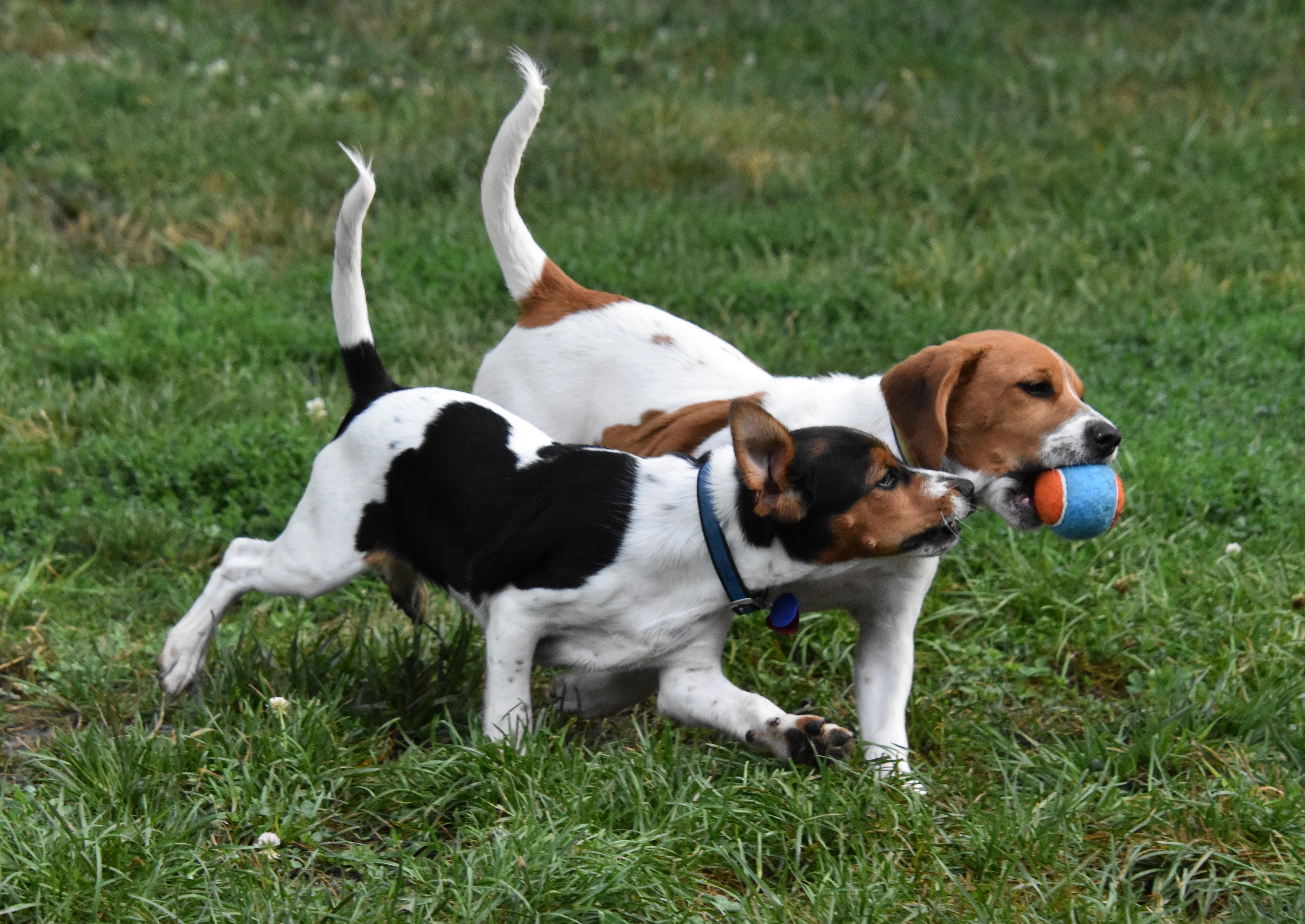 Casey- Foster to Adopt, a Adoptable mixed breed in Wood Dale, IL image 4/6