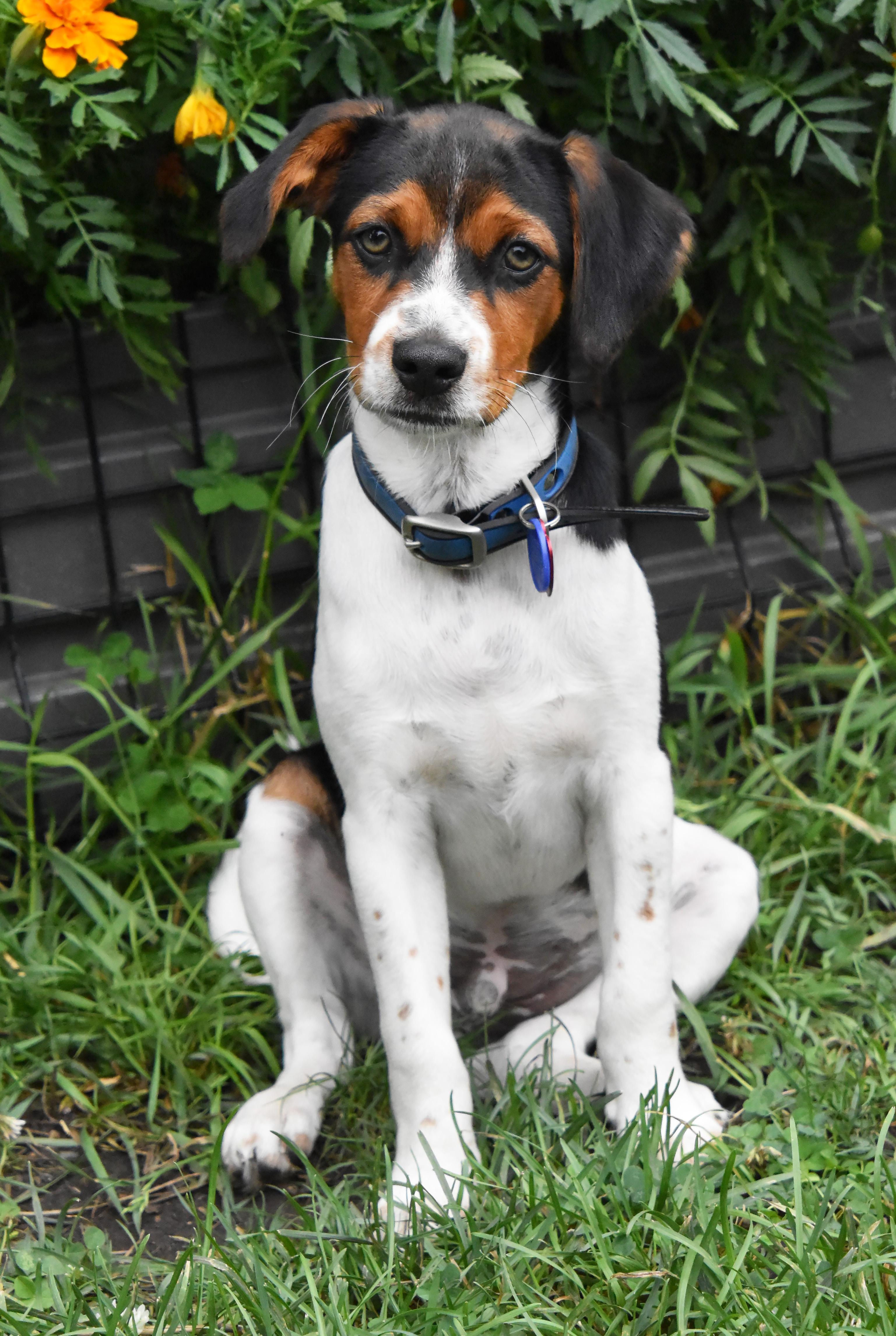 Casey- Foster to Adopt, a Adoptable mixed breed in Wood Dale, IL image 3/6