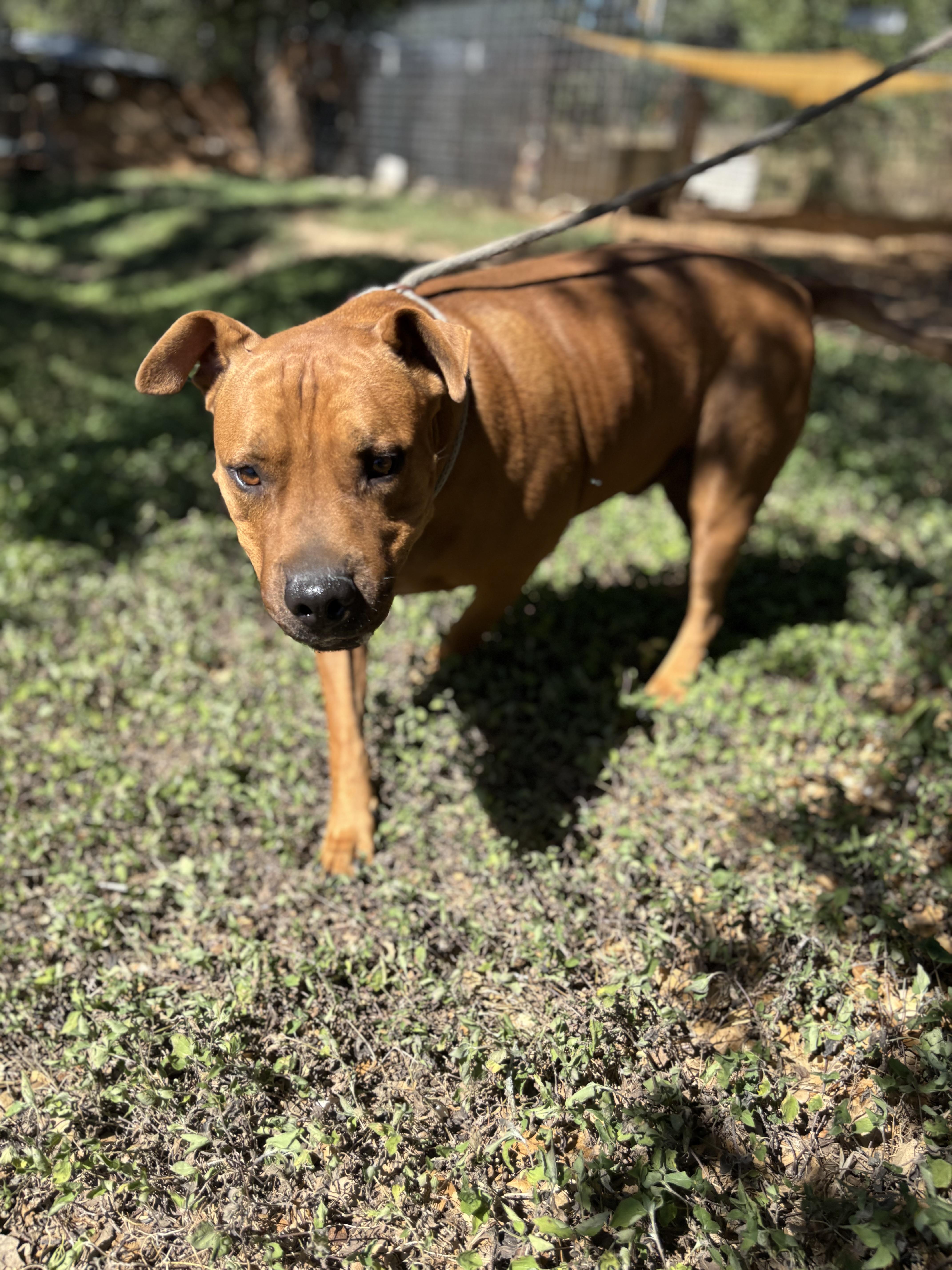Ringo, ADOPTABLE, Adult Male Mixed Breed.