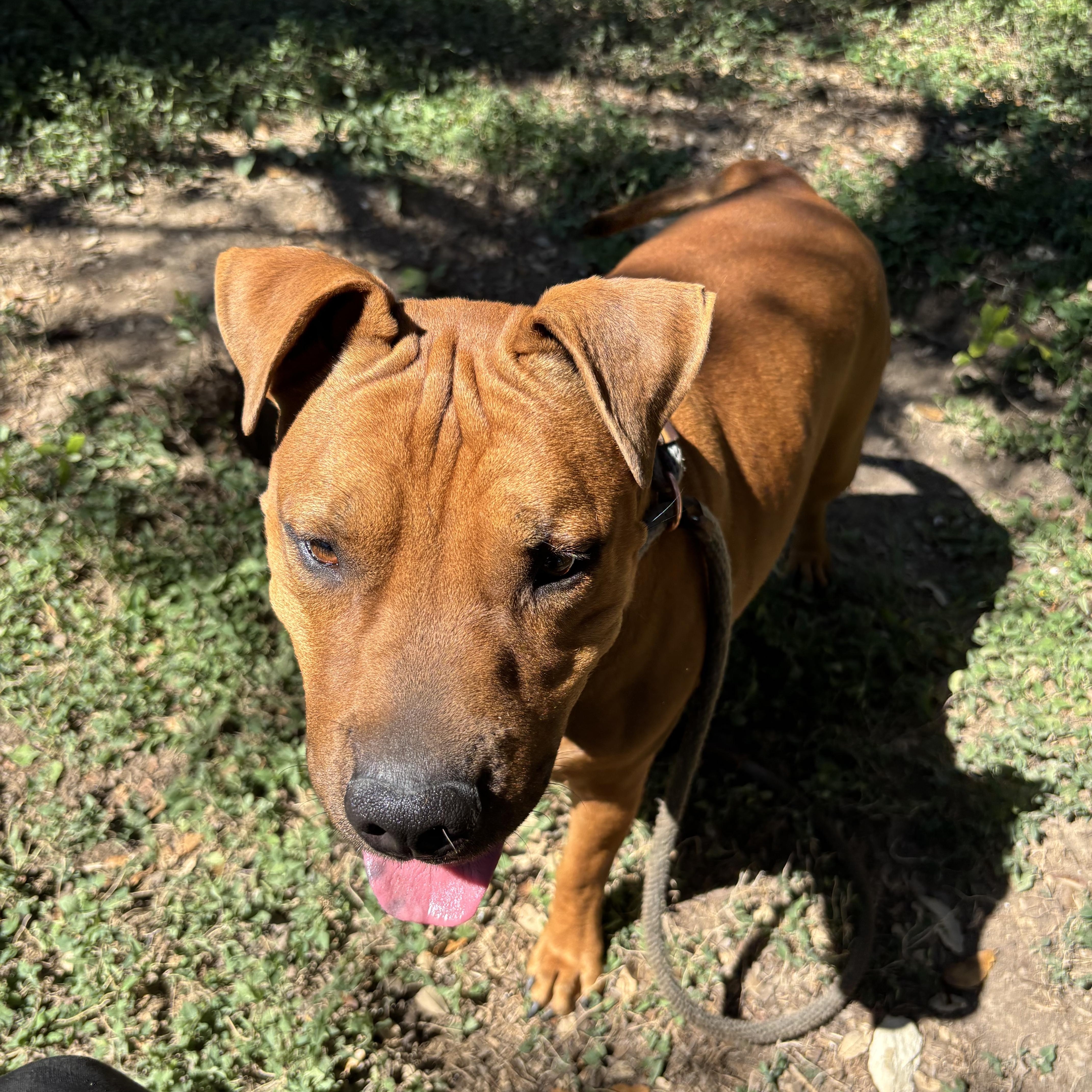 Enlarge Ringo, a ADOPTABLE Mixed Breed in Blanco, TX image 4/4