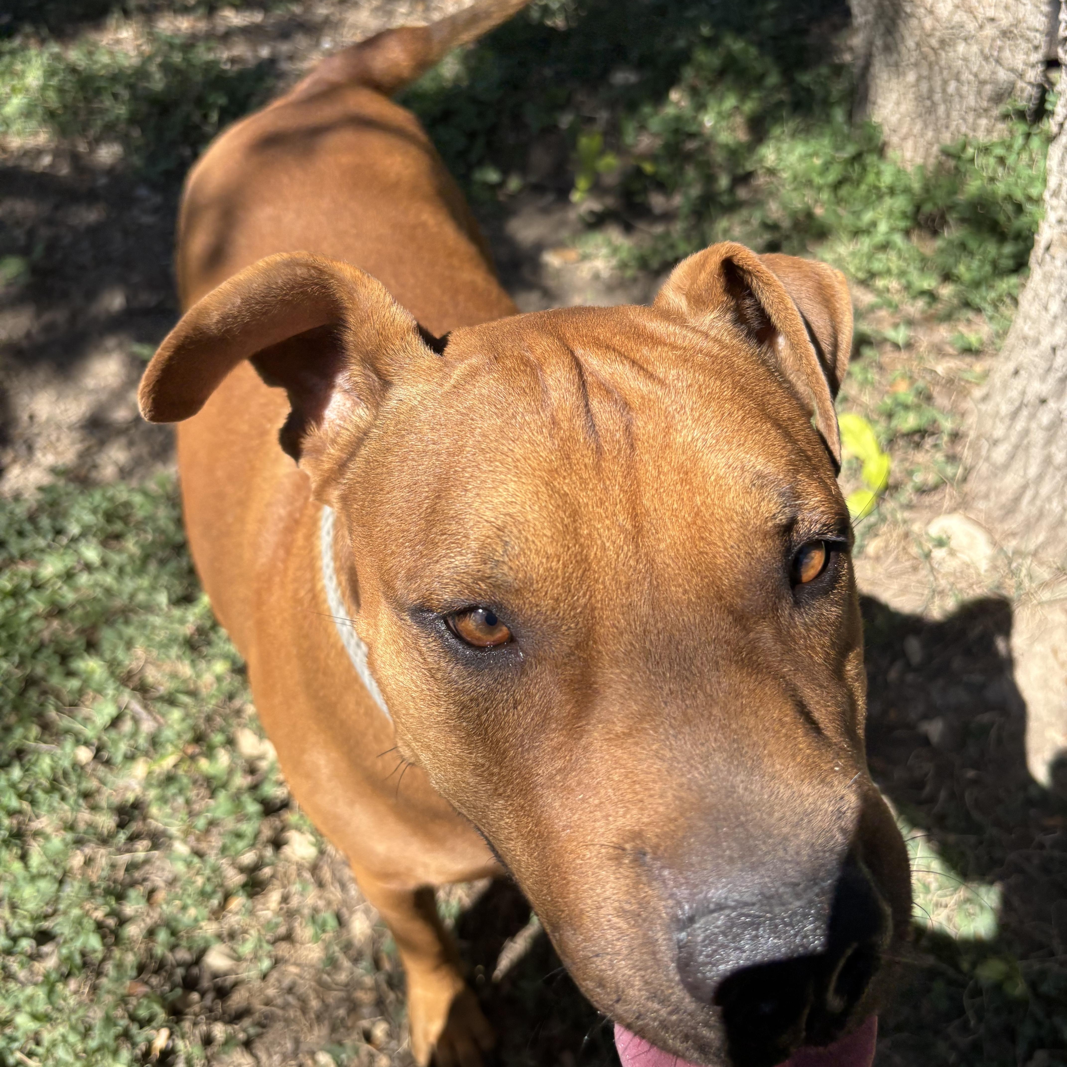 Enlarge Ringo, a ADOPTABLE Mixed Breed in Blanco, TX image 3/4