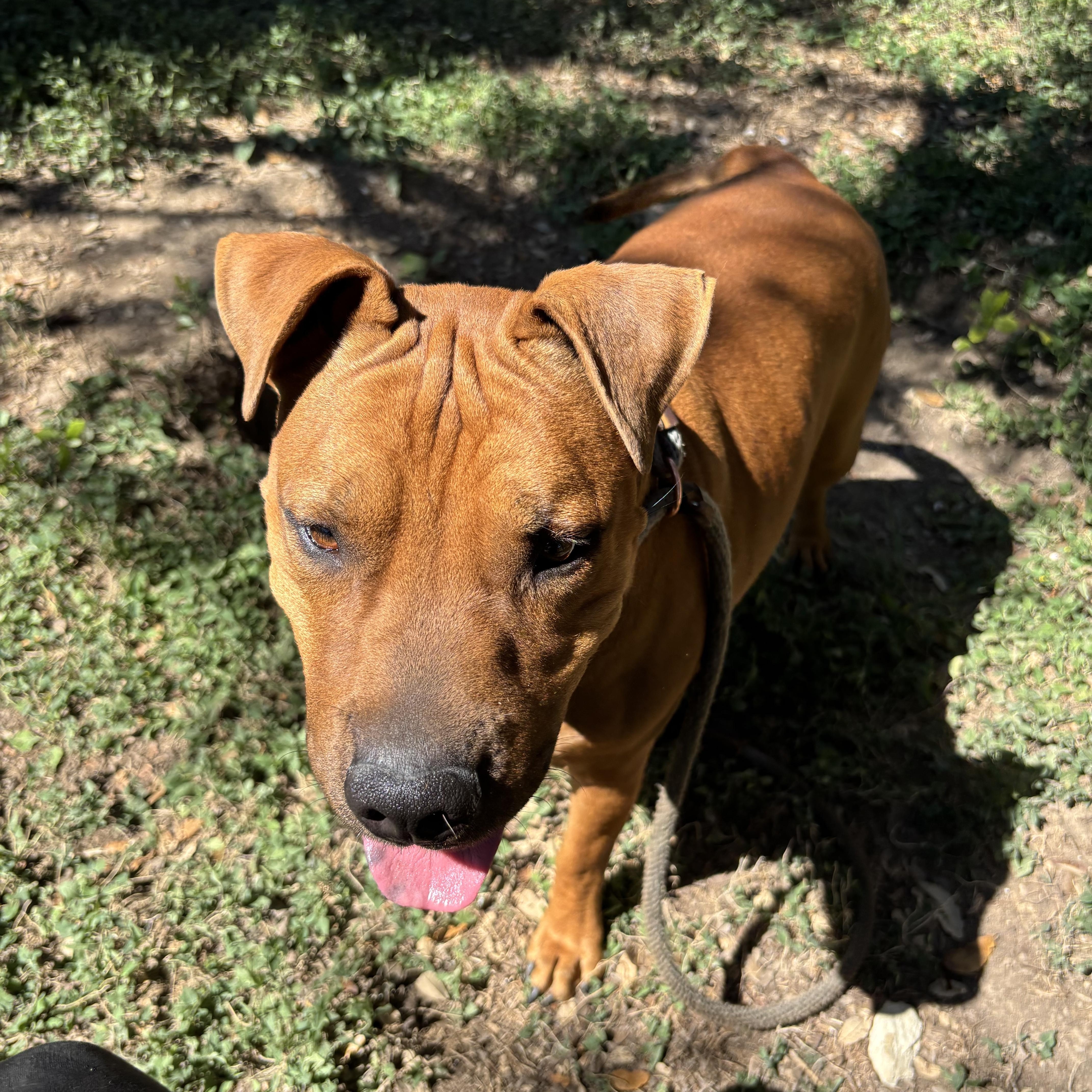 Enlarge Ringo, a ADOPTABLE Mixed Breed in Blanco, TX image 2/4