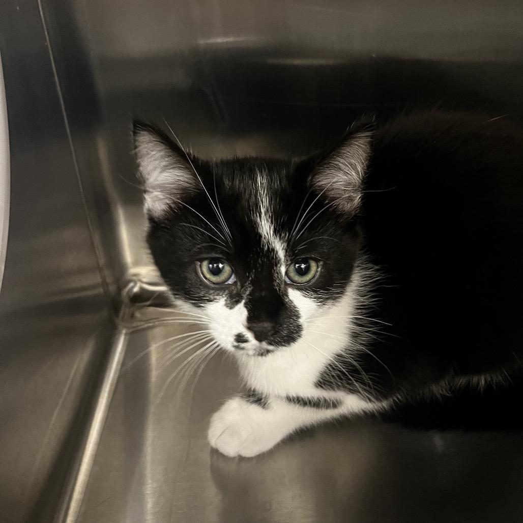 Samantha, Adoptable, Kitten Female Domestic Short Hair.