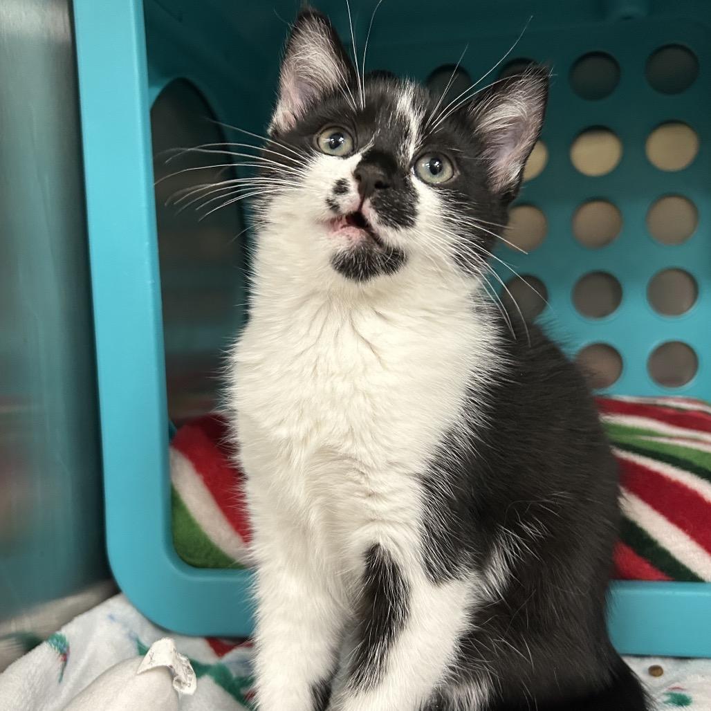 Enlarge Samantha, a Adoptable Domestic Short Hair in Pittsburgh, PA image 3/4