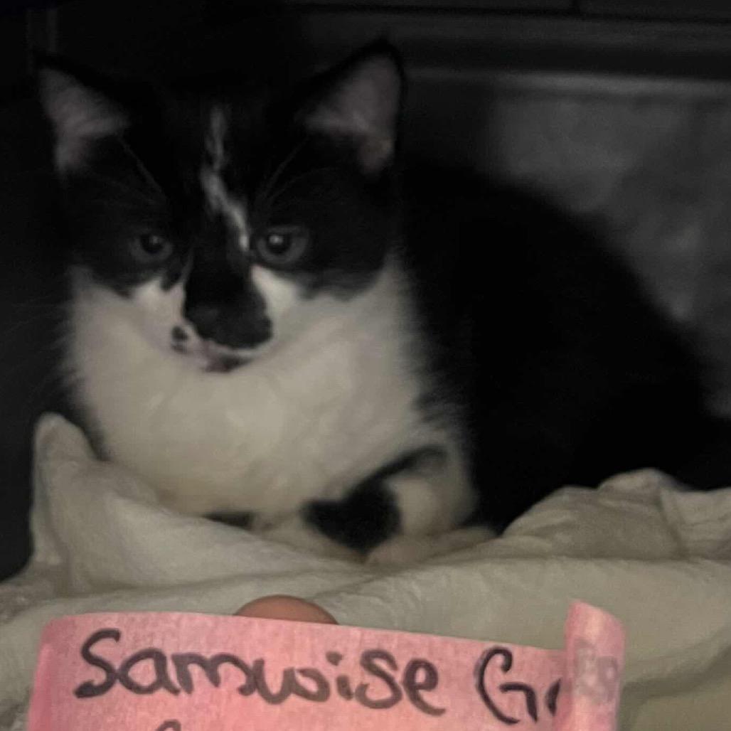 Enlarge Samantha, a Adoptable Domestic Short Hair in Pittsburgh, PA image 4/4