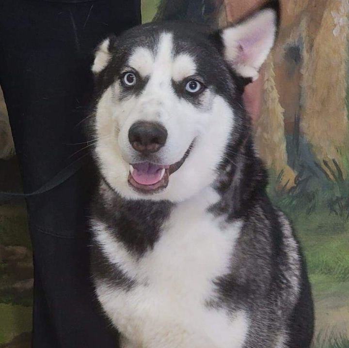 Bruce, an adoptable Siberian Husky in Sumter, SC, 29154 | Photo Image 2