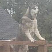 Bruce, an adoptable Siberian Husky in Sumter, SC, 29154 | Photo Image 3