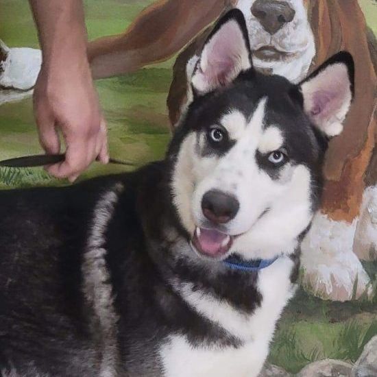Bruce, an adoptable Siberian Husky in Sumter, SC, 29154 | Photo Image 4