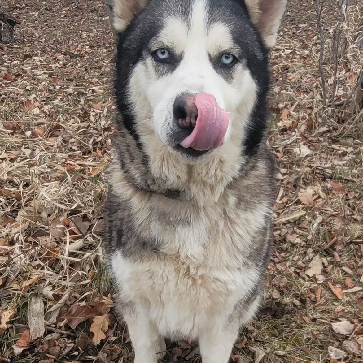 Bruce, an adoptable Siberian Husky in Sumter, SC, 29154 | Photo Image 1
