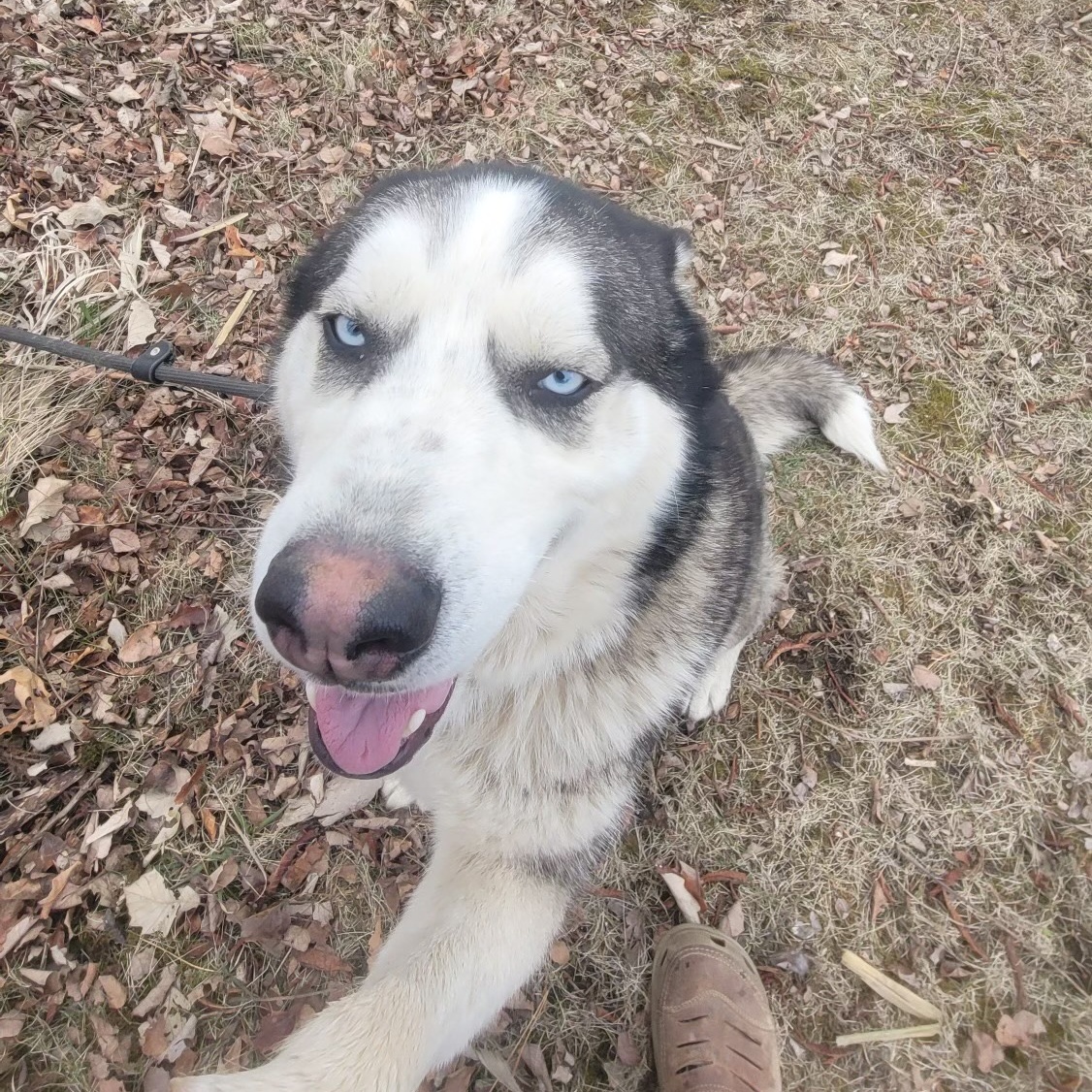 Bruce, an adoptable Siberian Husky in Sumter, SC, 29154 | Photo Image 5