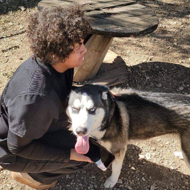 Bruce, an adoptable Siberian Husky in Sumter, SC, 29154 | Photo Image 6
