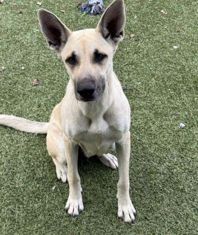 TOASTY, Adoptable, Adult Female German Shepherd Dog & Mixed Breed.