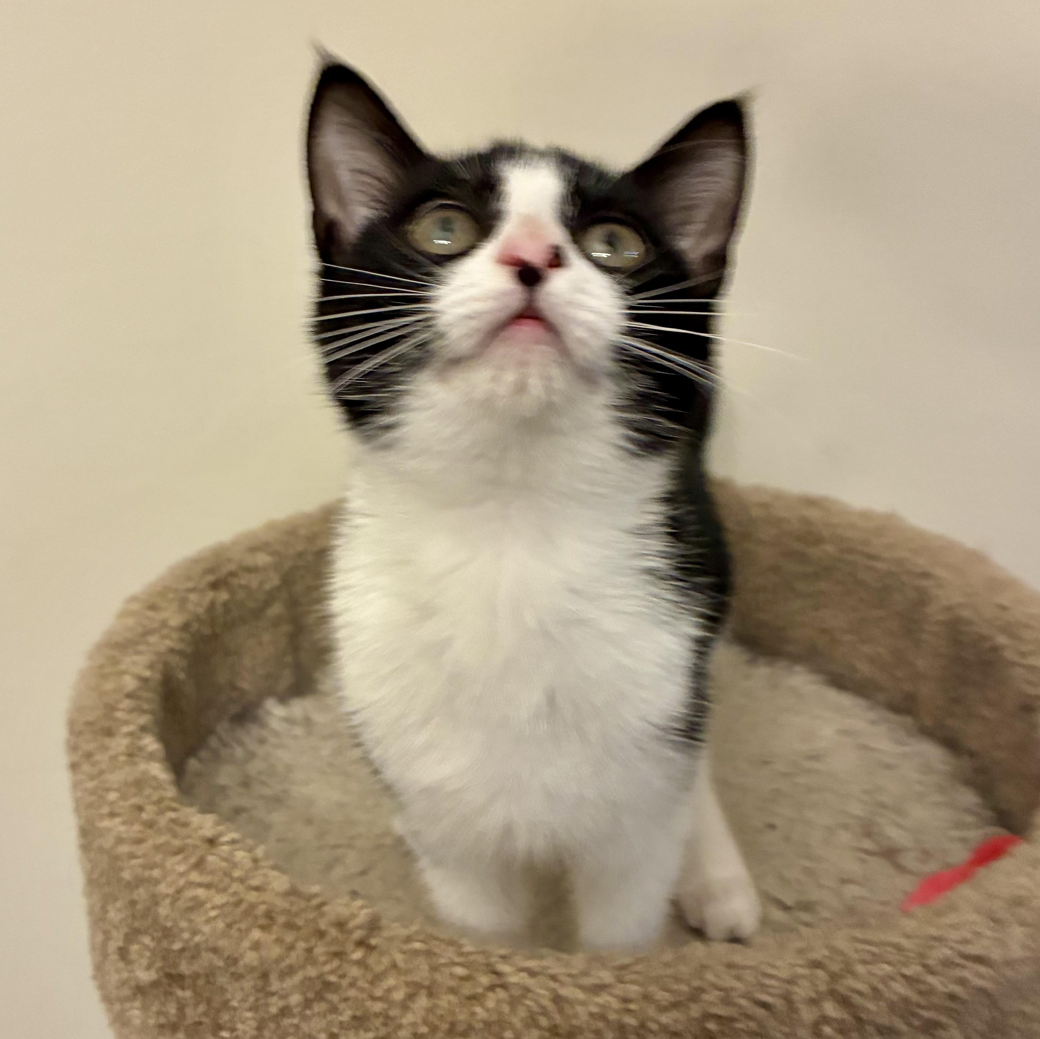 Double Happiness (AKA Happy)