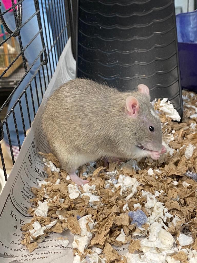 Enlarge Emile, a Adoptable Rat in Fall River, MA image 1/1