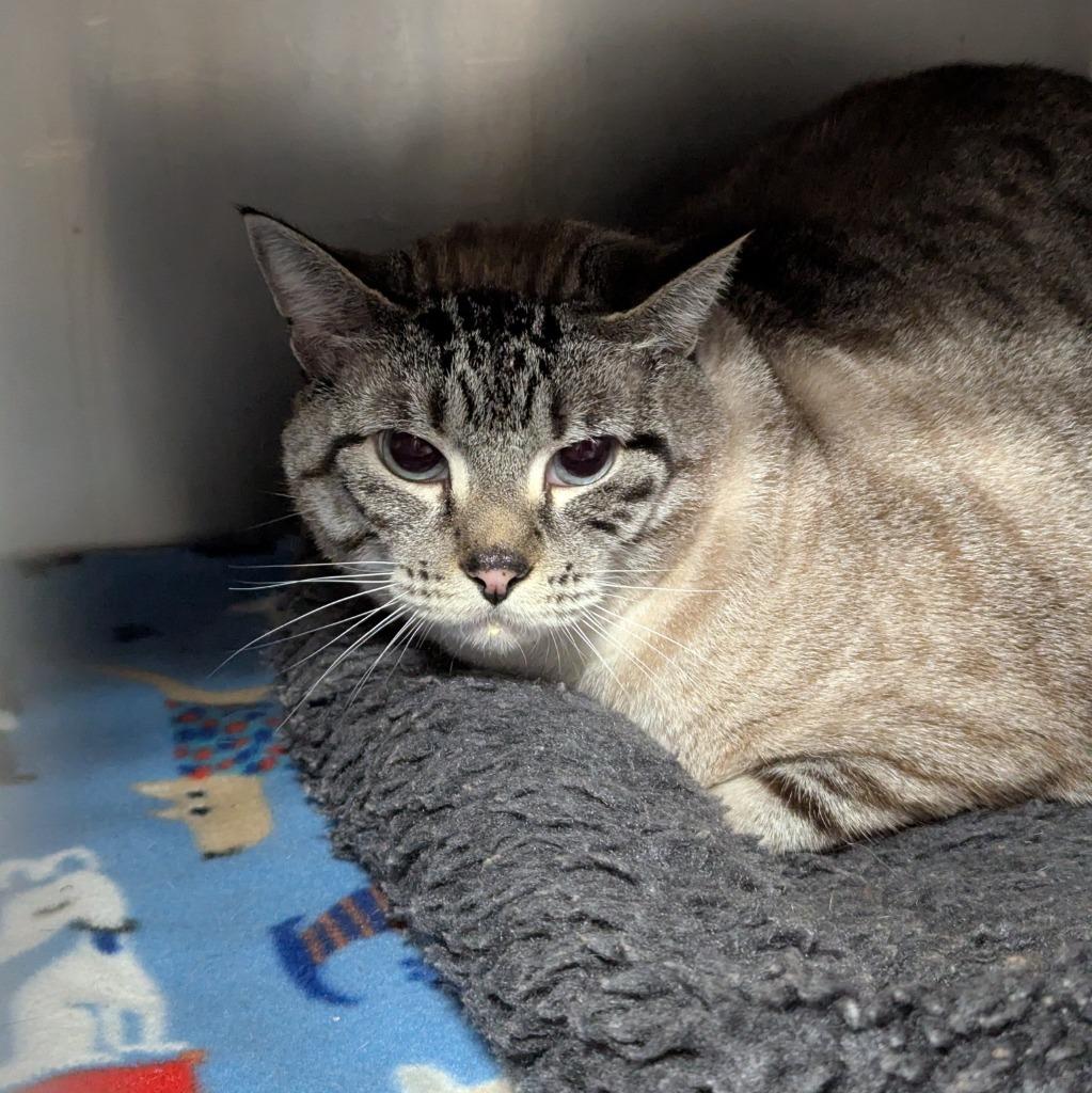Gopher, Adoptable, Young Male Siamese.