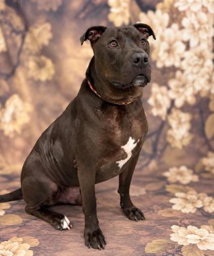 Enlarge Buster, a Adoptable mixed breed in Aurora, NE image 2/3