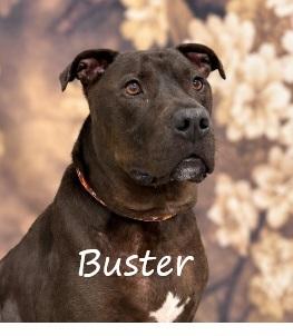 Enlarge Buster, a Adoptable mixed breed in Aurora, NE image 1/3